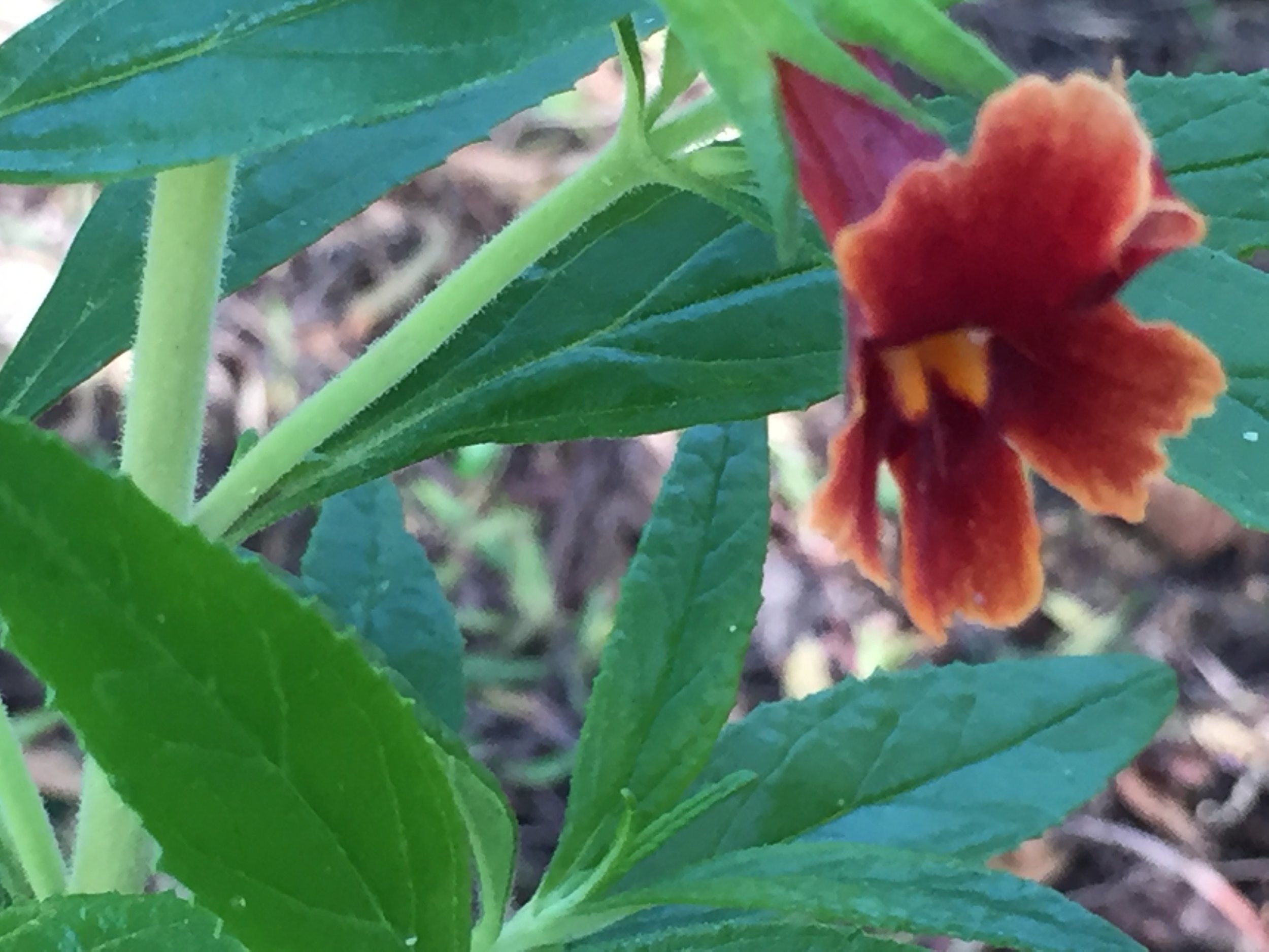 California Monkey Flower, or Mimulus - I think this is Santa Susana