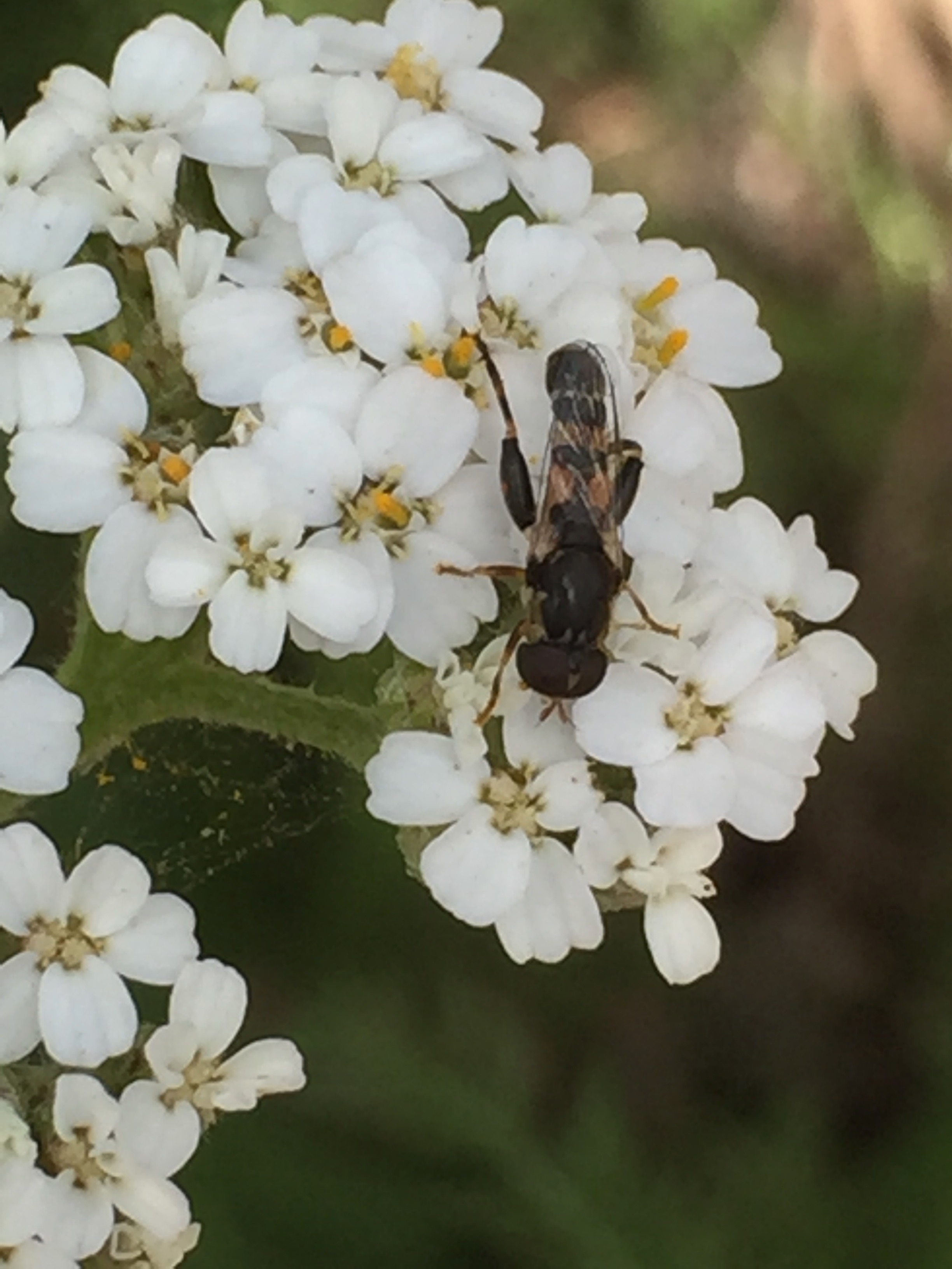 I'm pretty sure this is a Sphaerophoria philanthus, or syrphid fly