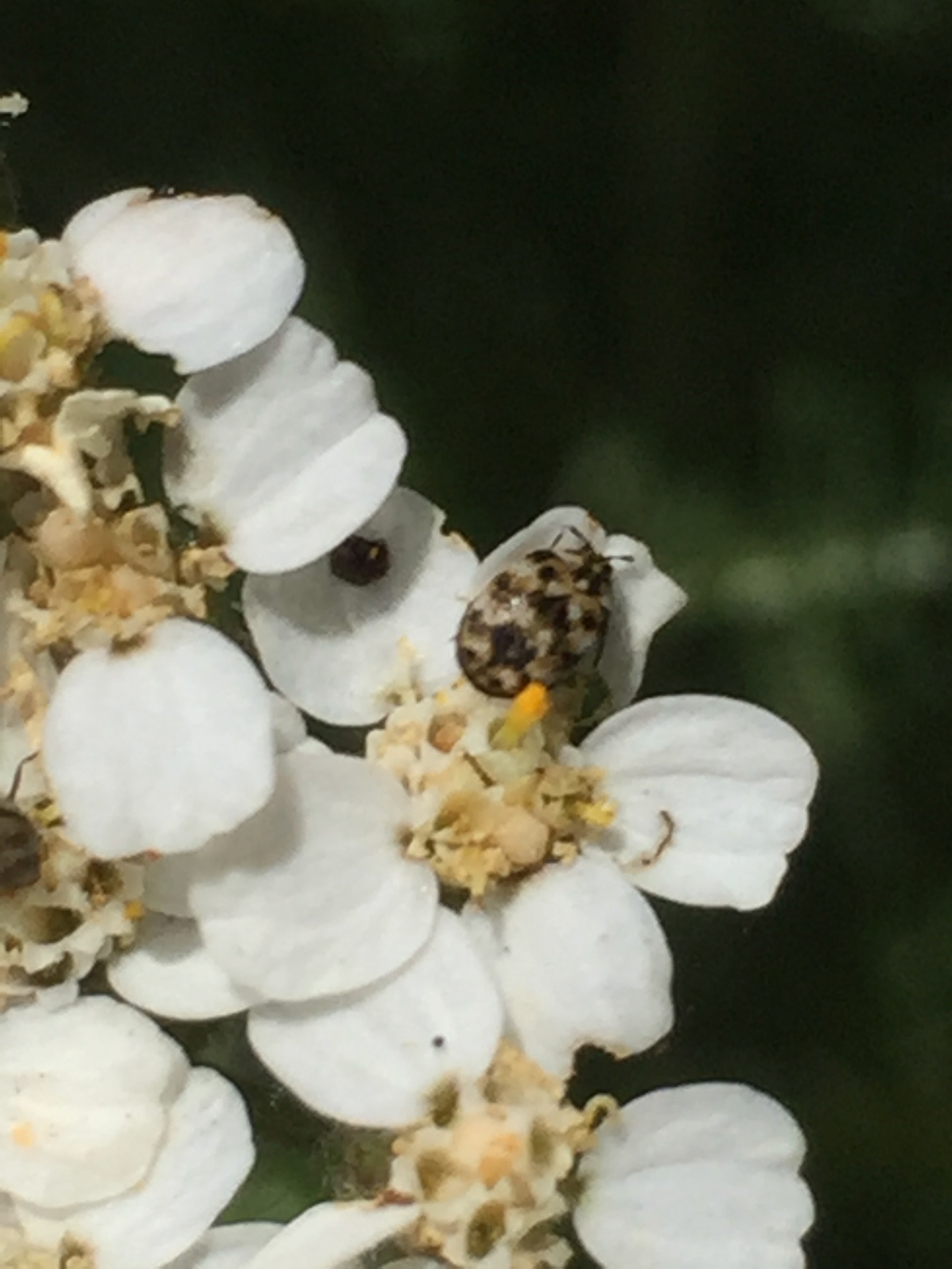 These beetles are truly tiny, and most of my photos have them with their heads stuck in a flower, so all I can assume about that is that they are pollinating the plant - but I have been unable to figure out what this is. Chime in if you know it.
