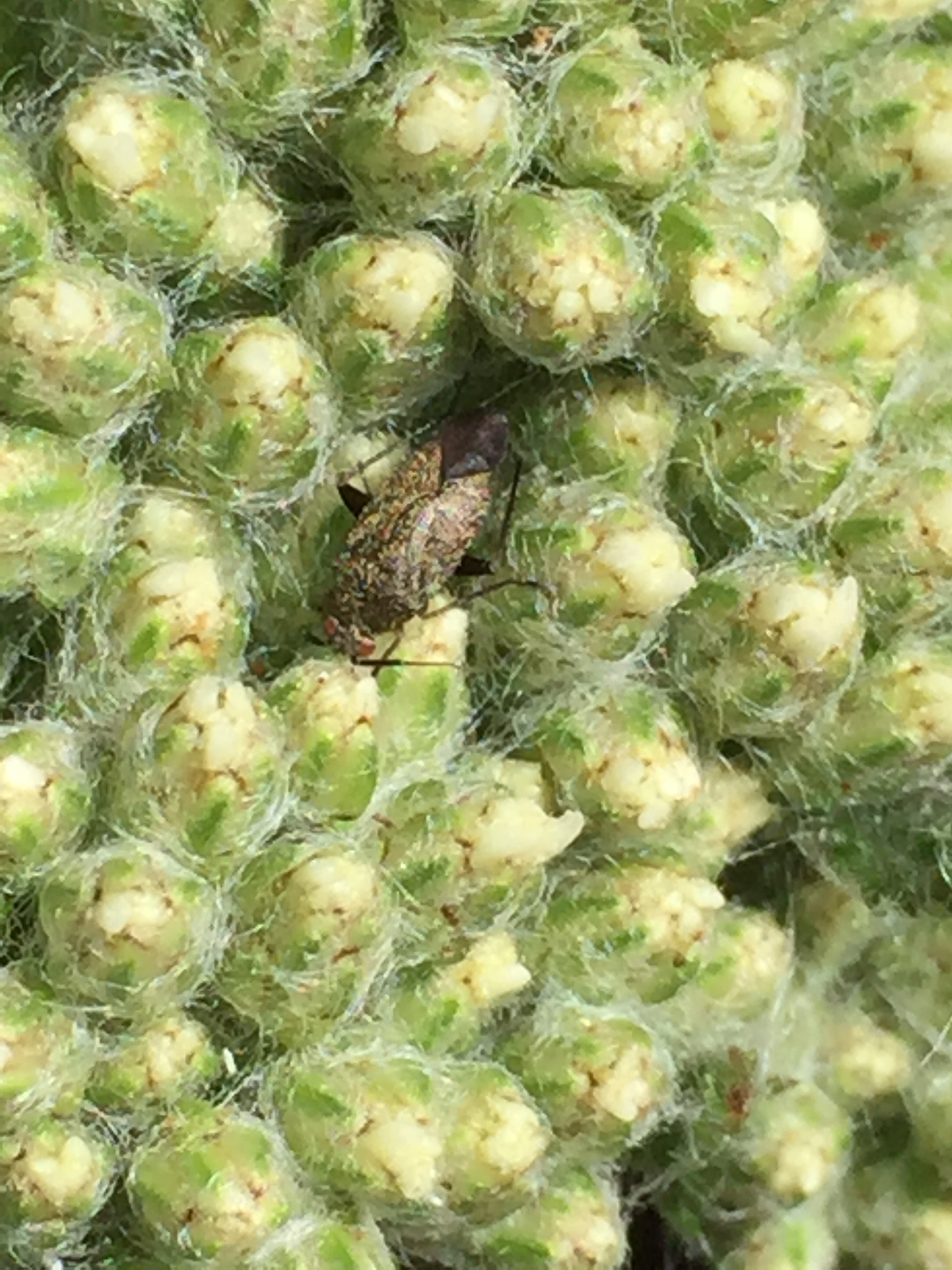 These are incredibly small and they are all over the buds. They look a bit like a minute pirate bug, but with large eyes, also a bit like a squash bug. It could be some sort of a big-eyed bug, which are beneficial predatory bugs. If you know it, please share!