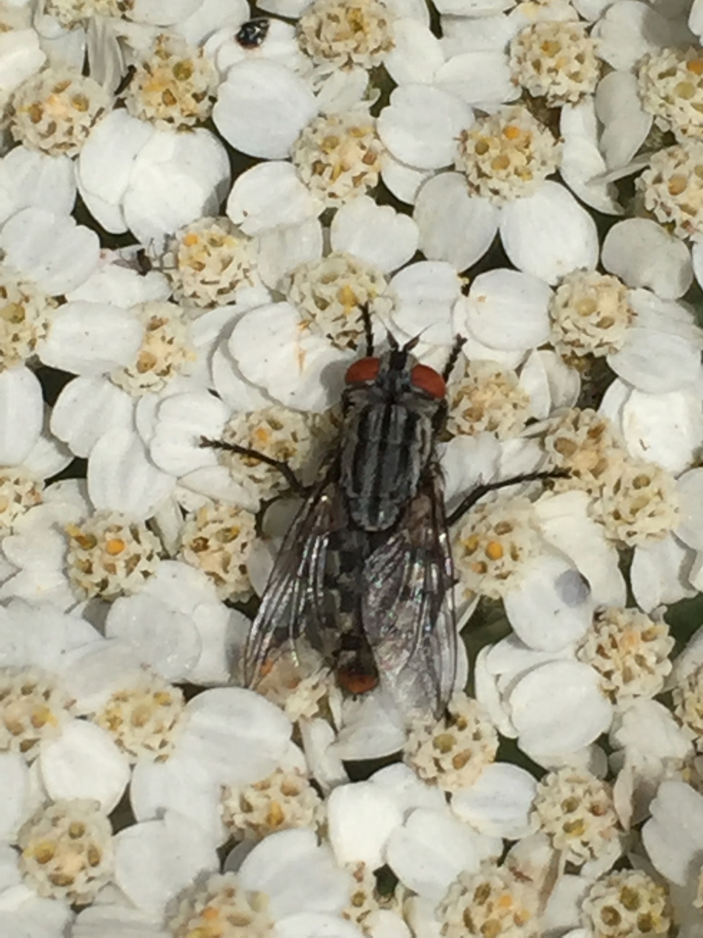 A flesh fly. Yeah, it eats what you think it eats. It's a natural composter!