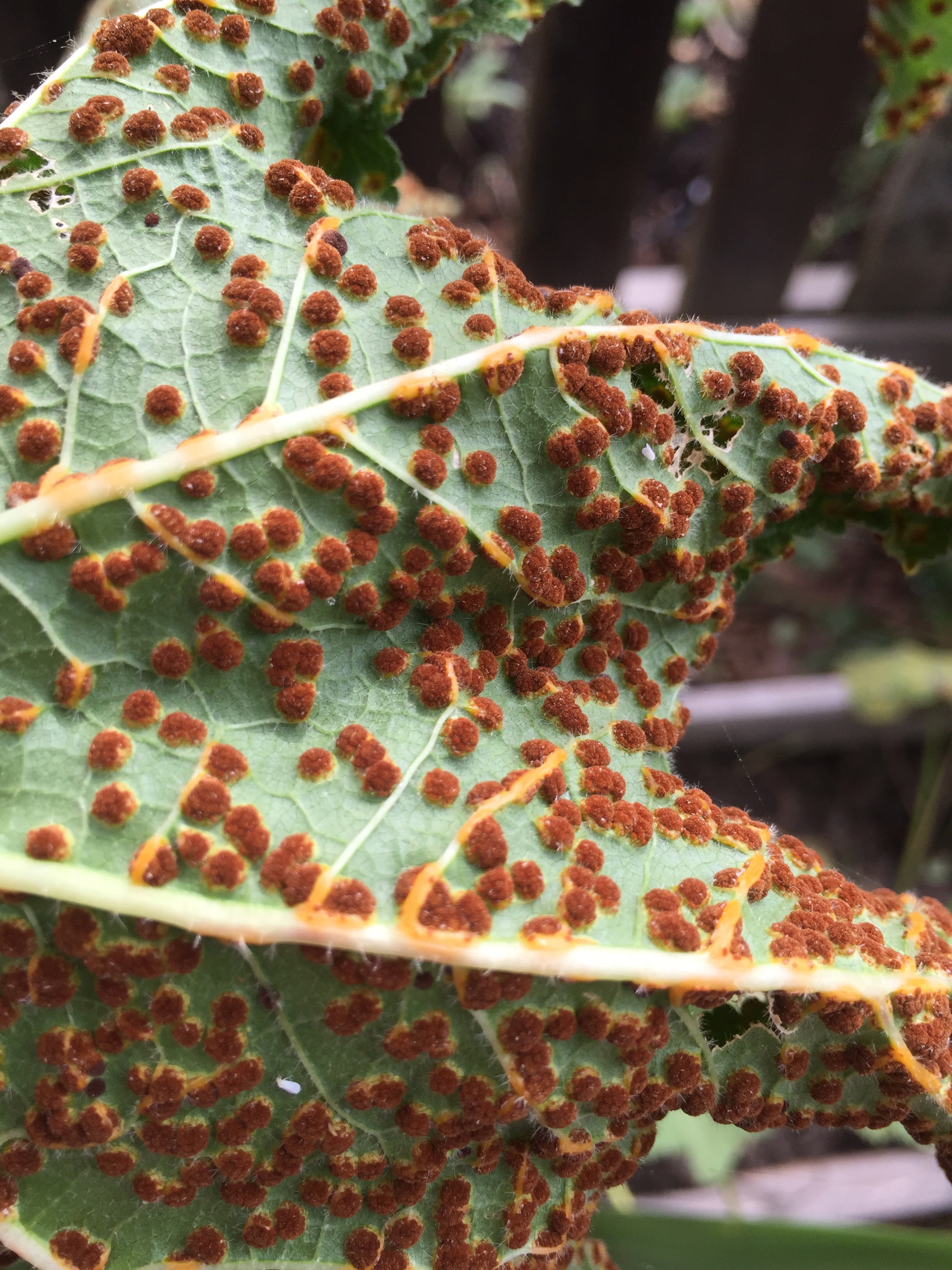 Underside of leaf