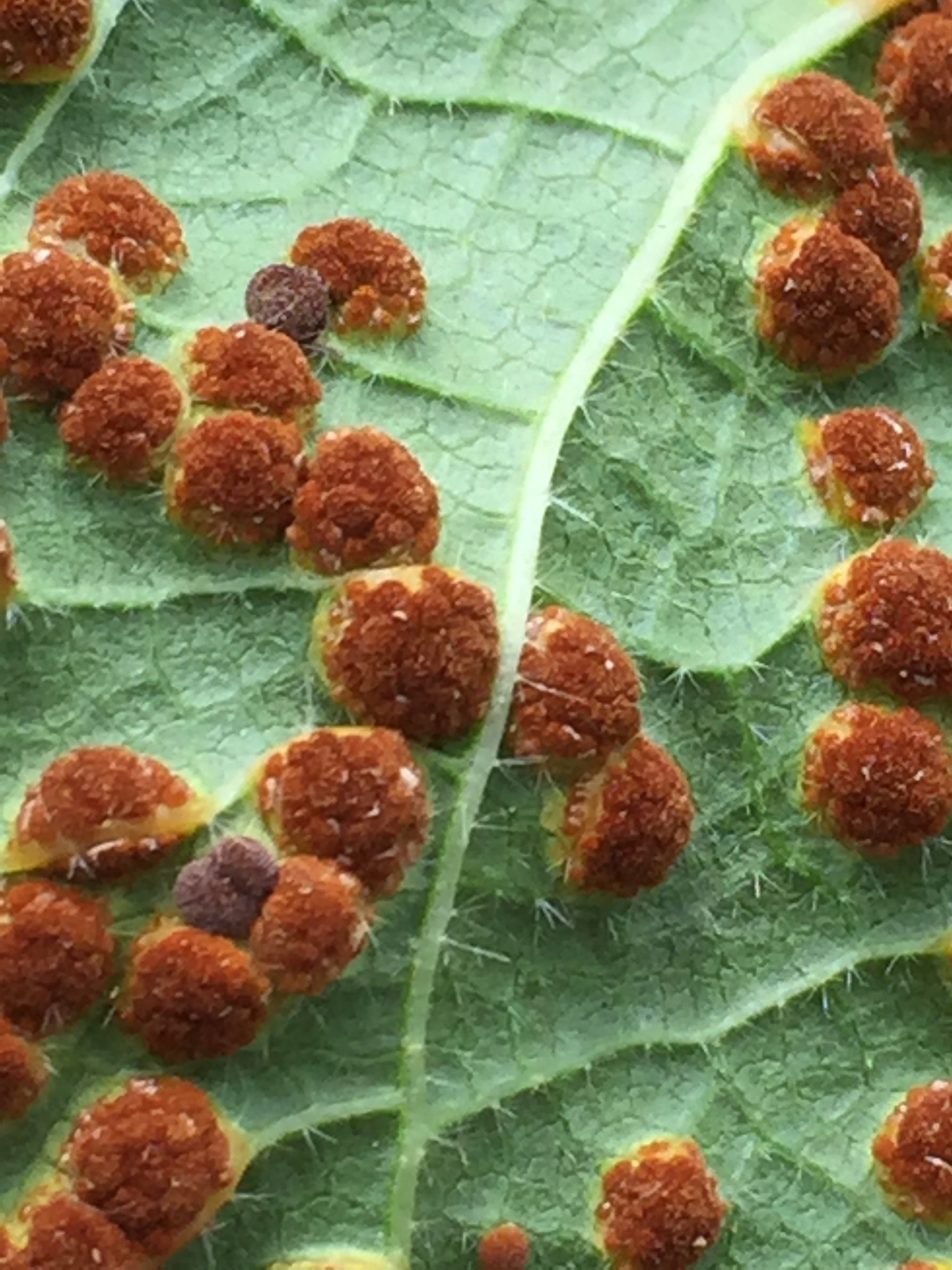 You can see the spores, sort of