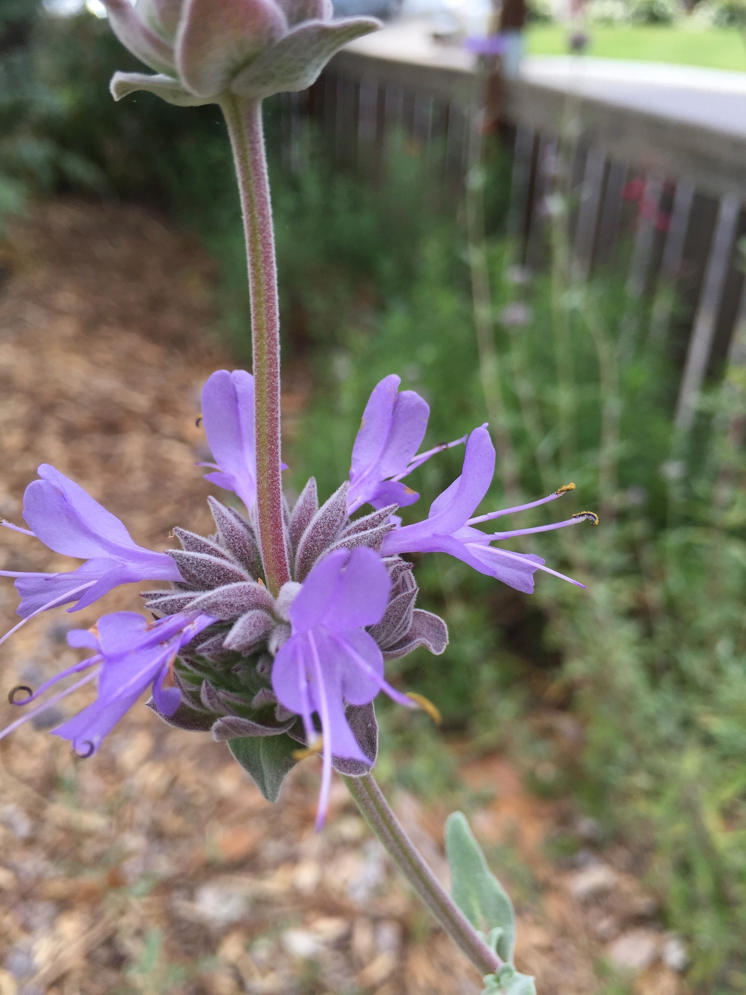 Savlia clevelandii 'Bee's Bliss'