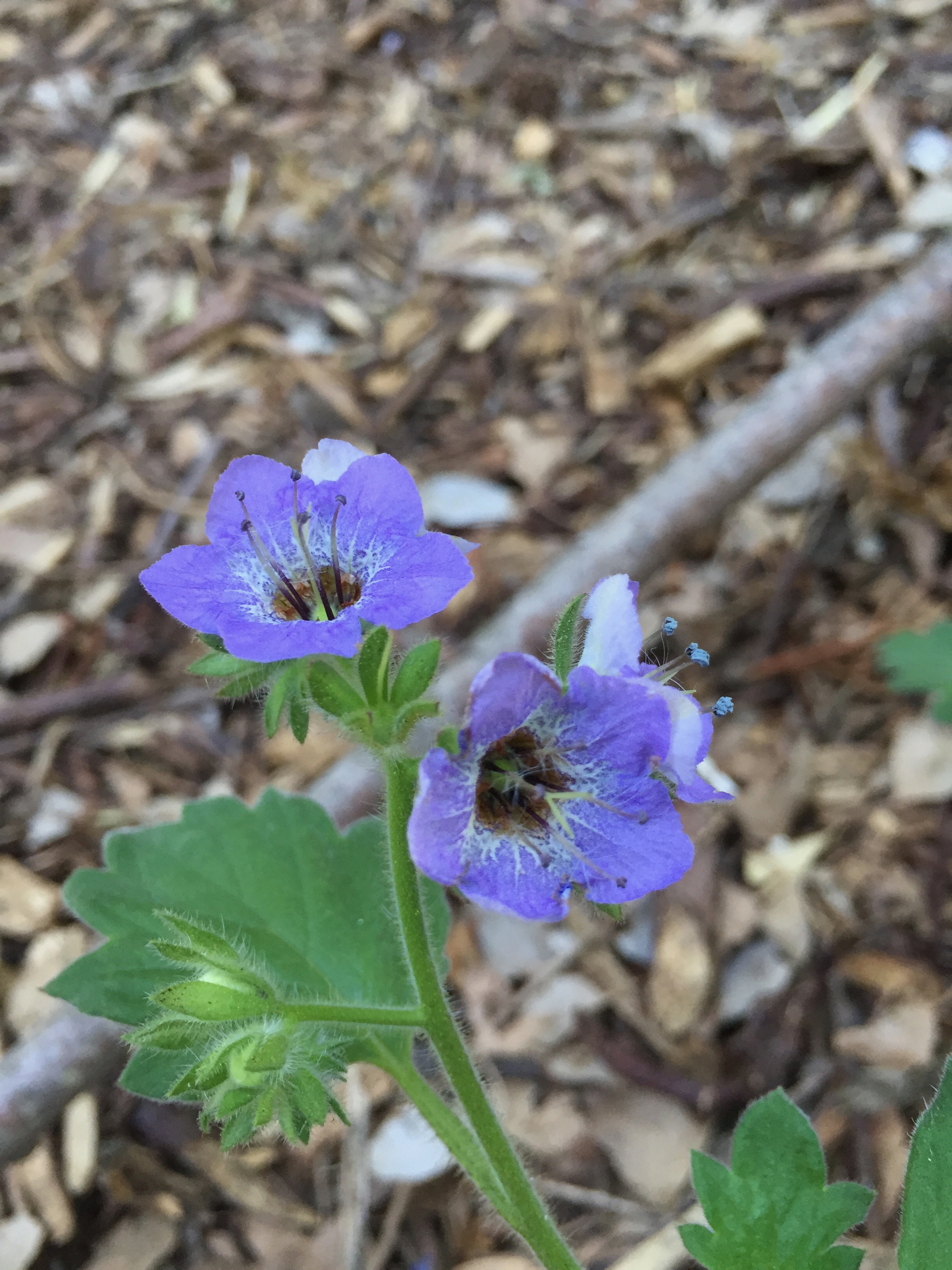 Phacelia bolanderi, or Woodland Phacelia