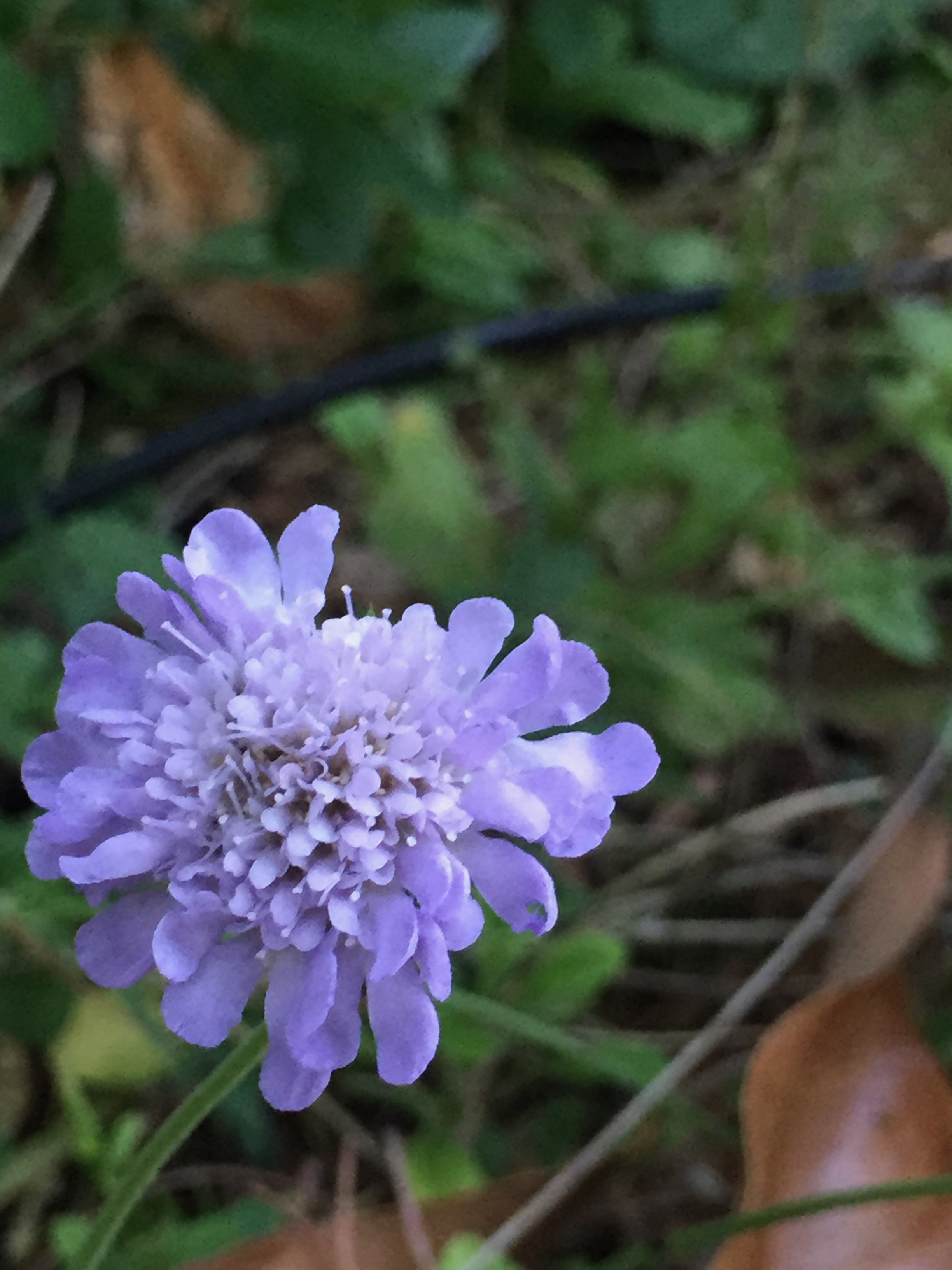 Scabiosa 'Butterfly Blue'