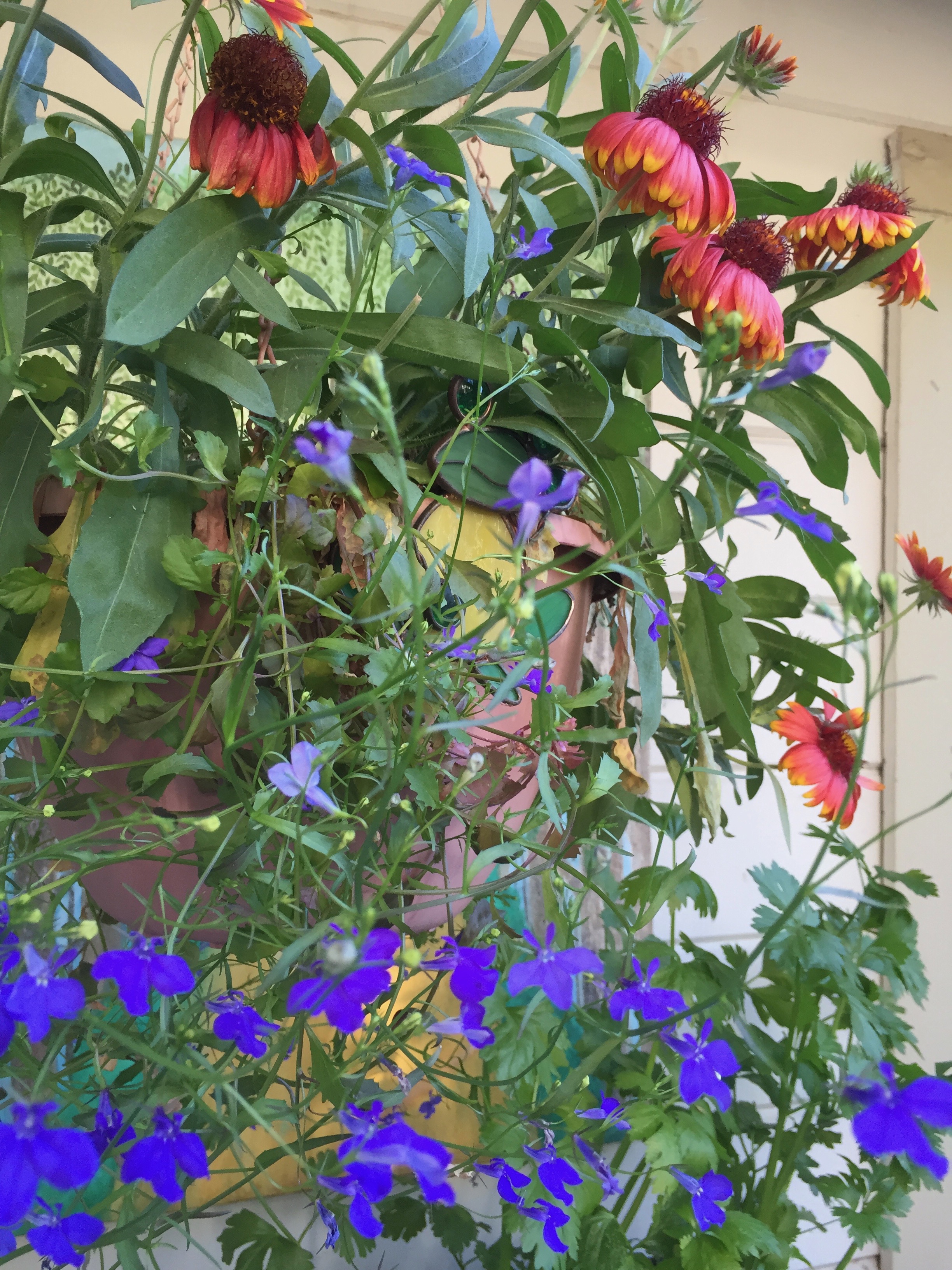 Windowbox Lobelia , Blue Heaven (with Gaillardia in the background)