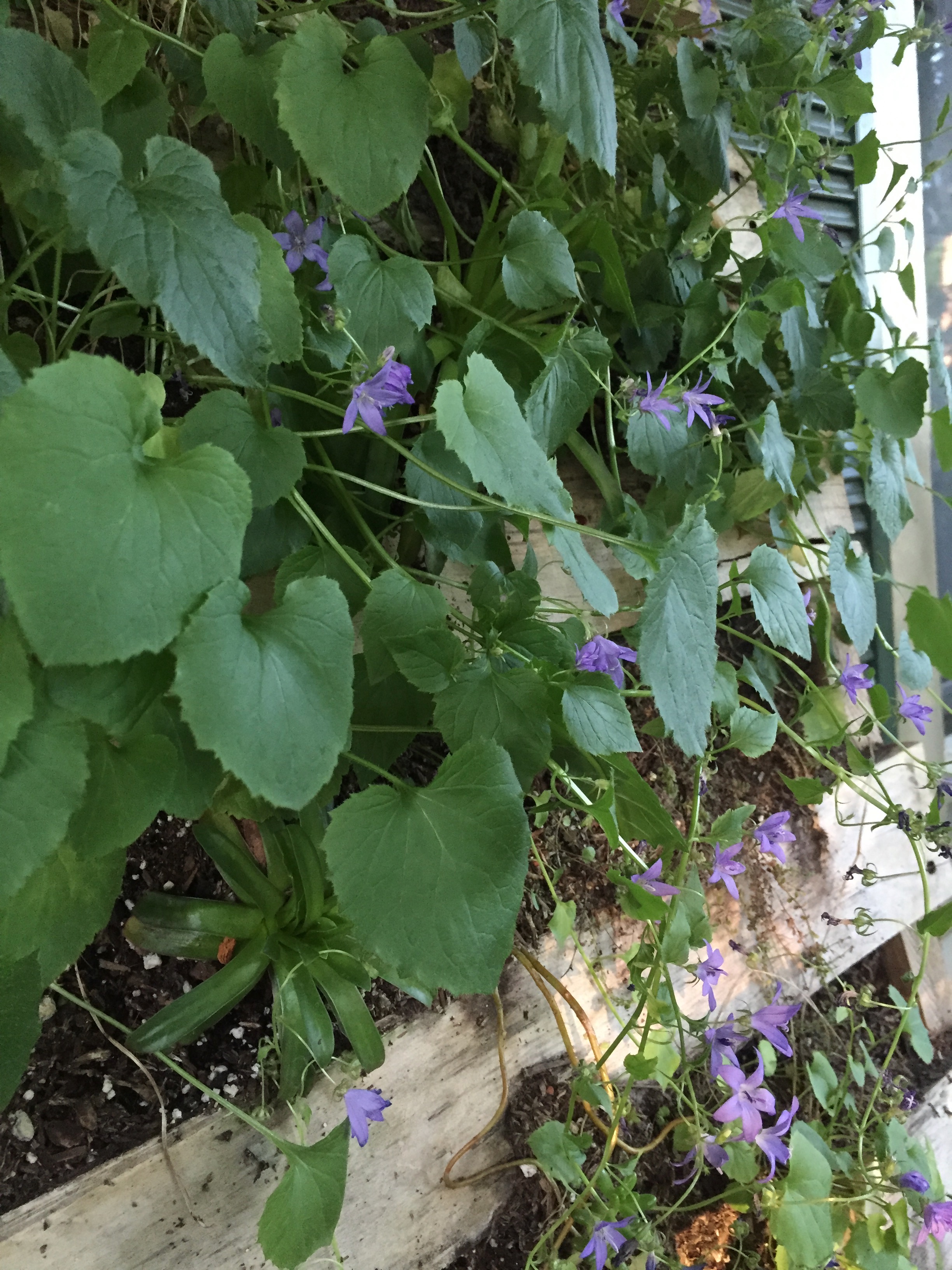 Campanula or Bellflower