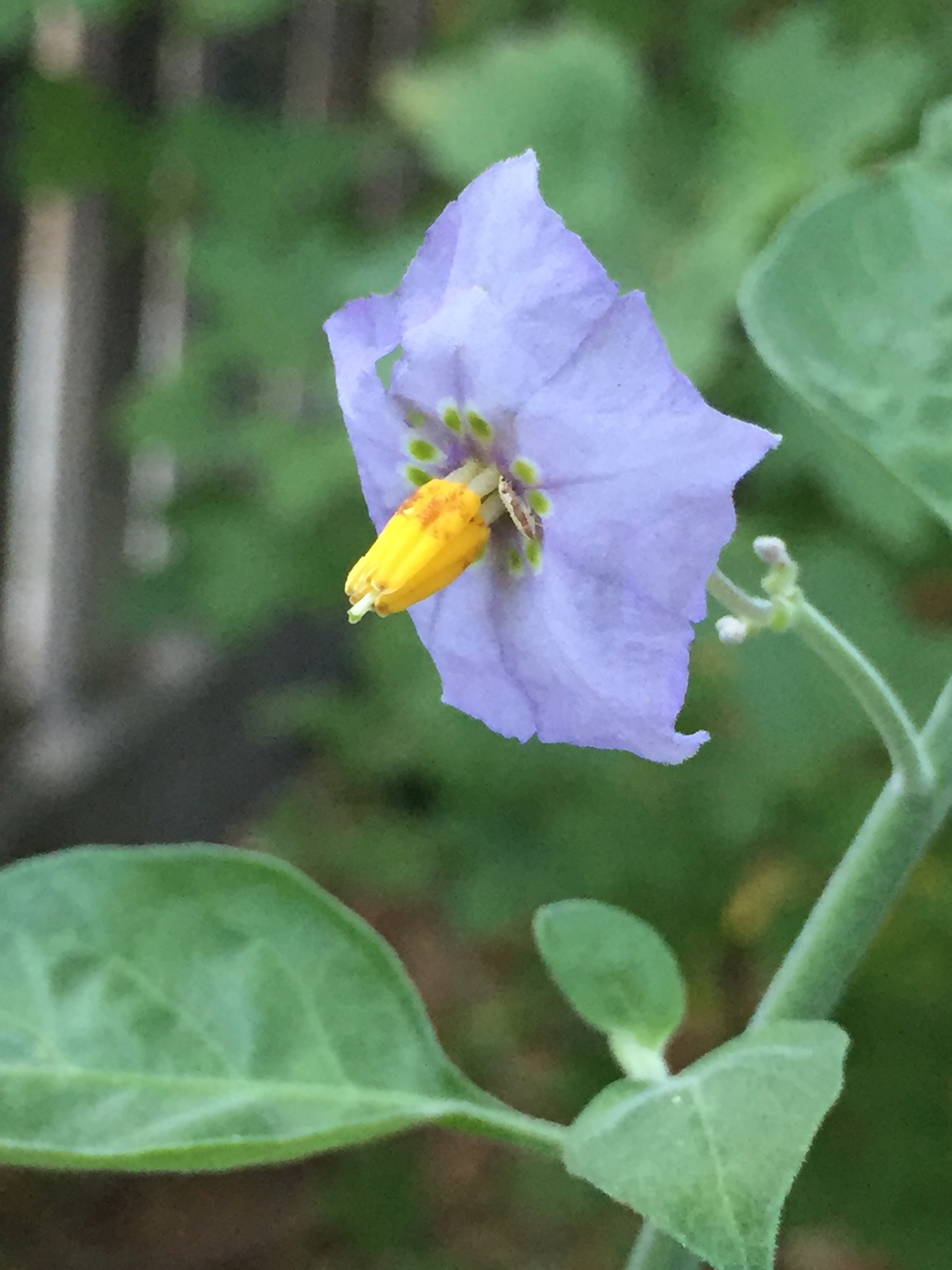 Solanum umbelliferum, or Blue Witch