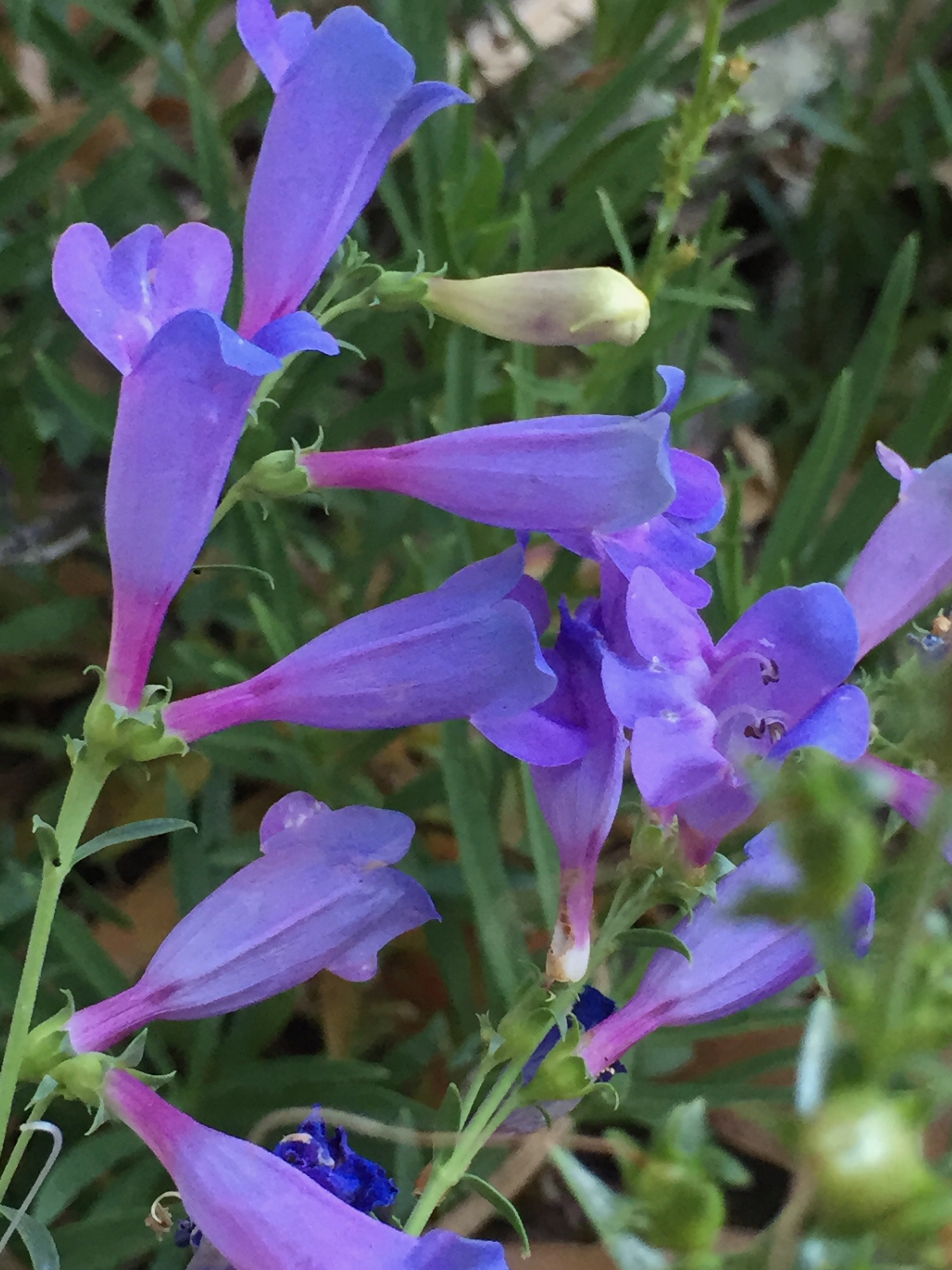 Penstemon heterophyllus, or Foothill Penstemon