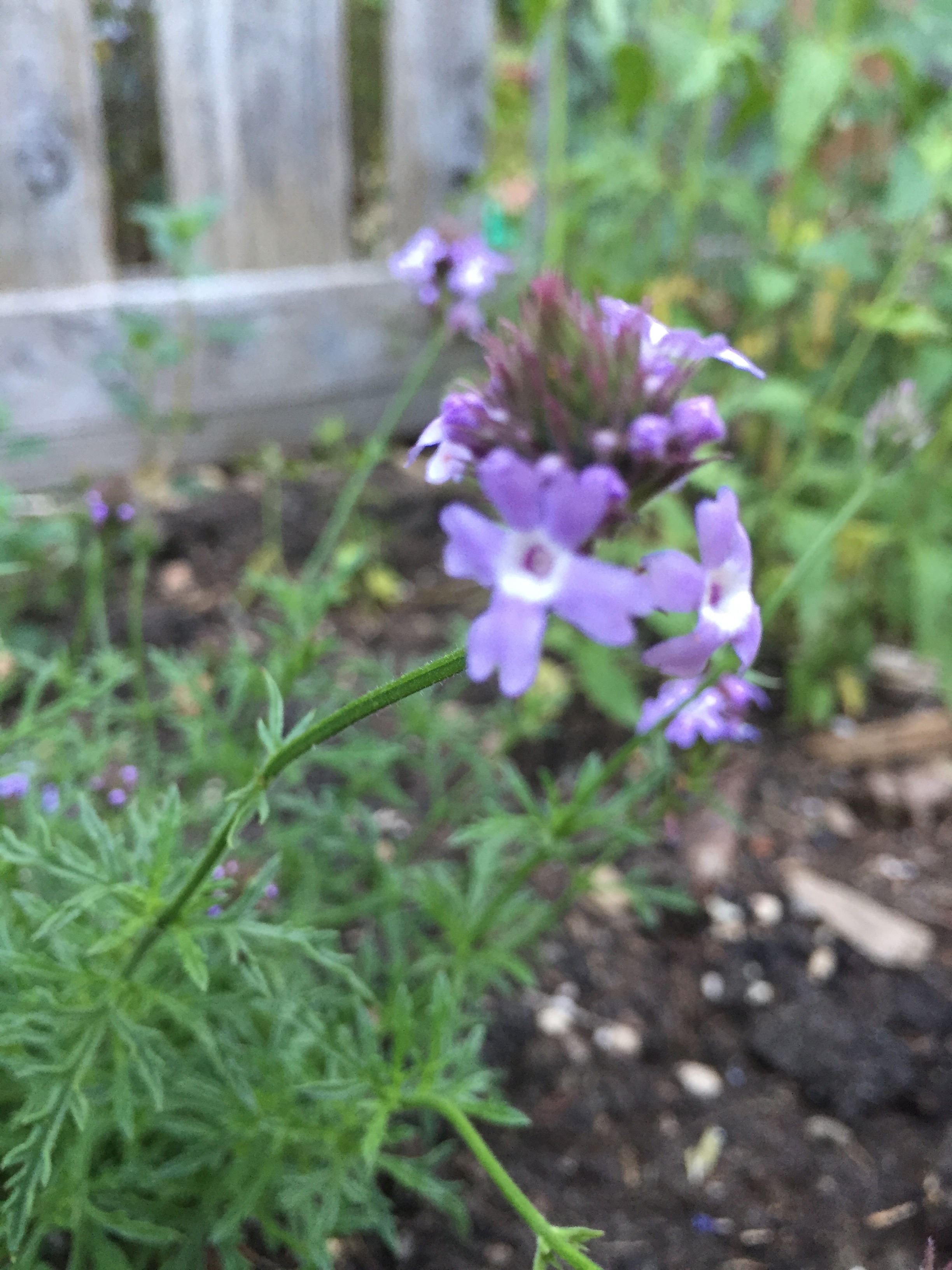Verbena lilicina 'de la Mina'