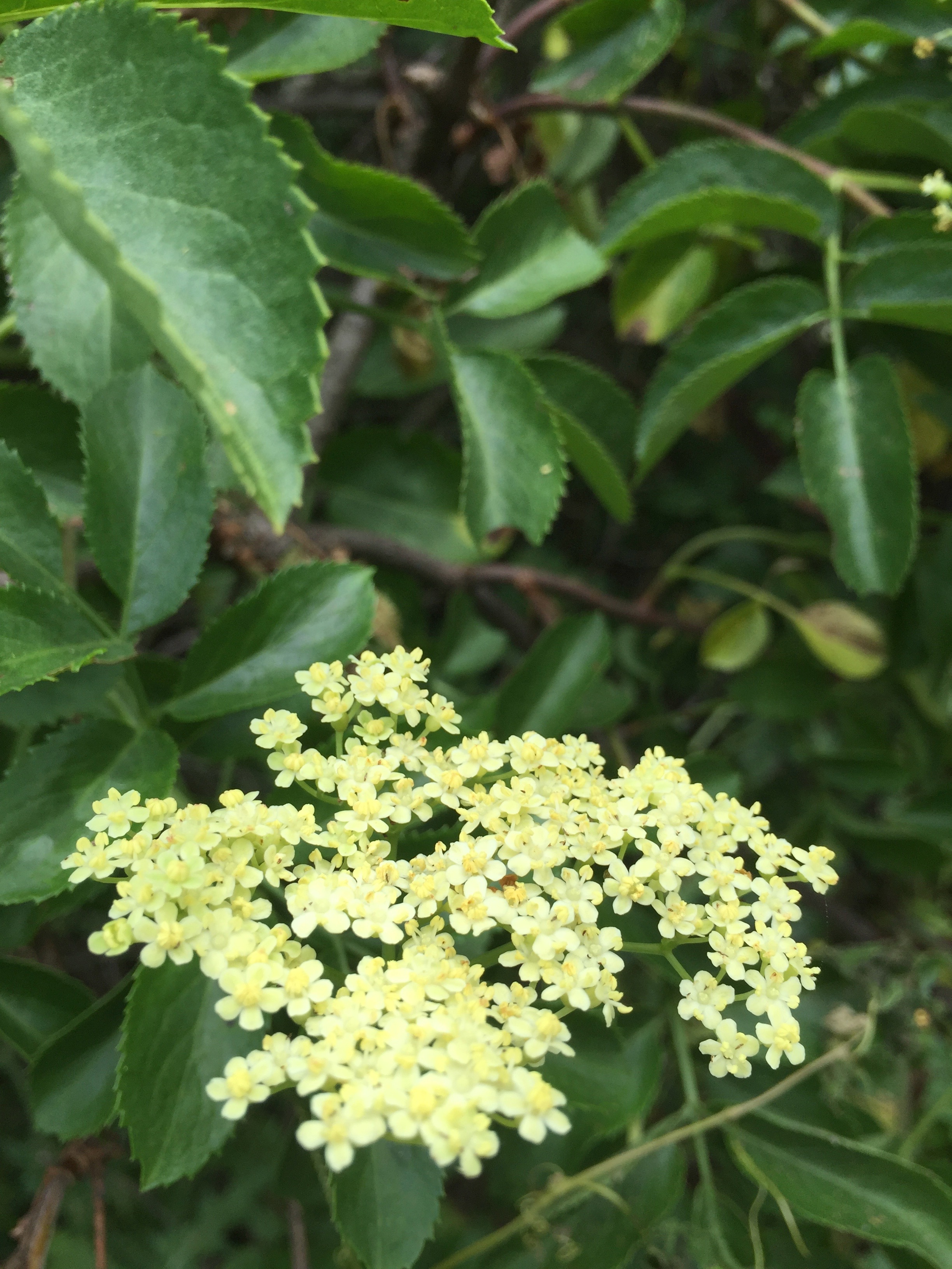 A native Elderberry tree in blossom