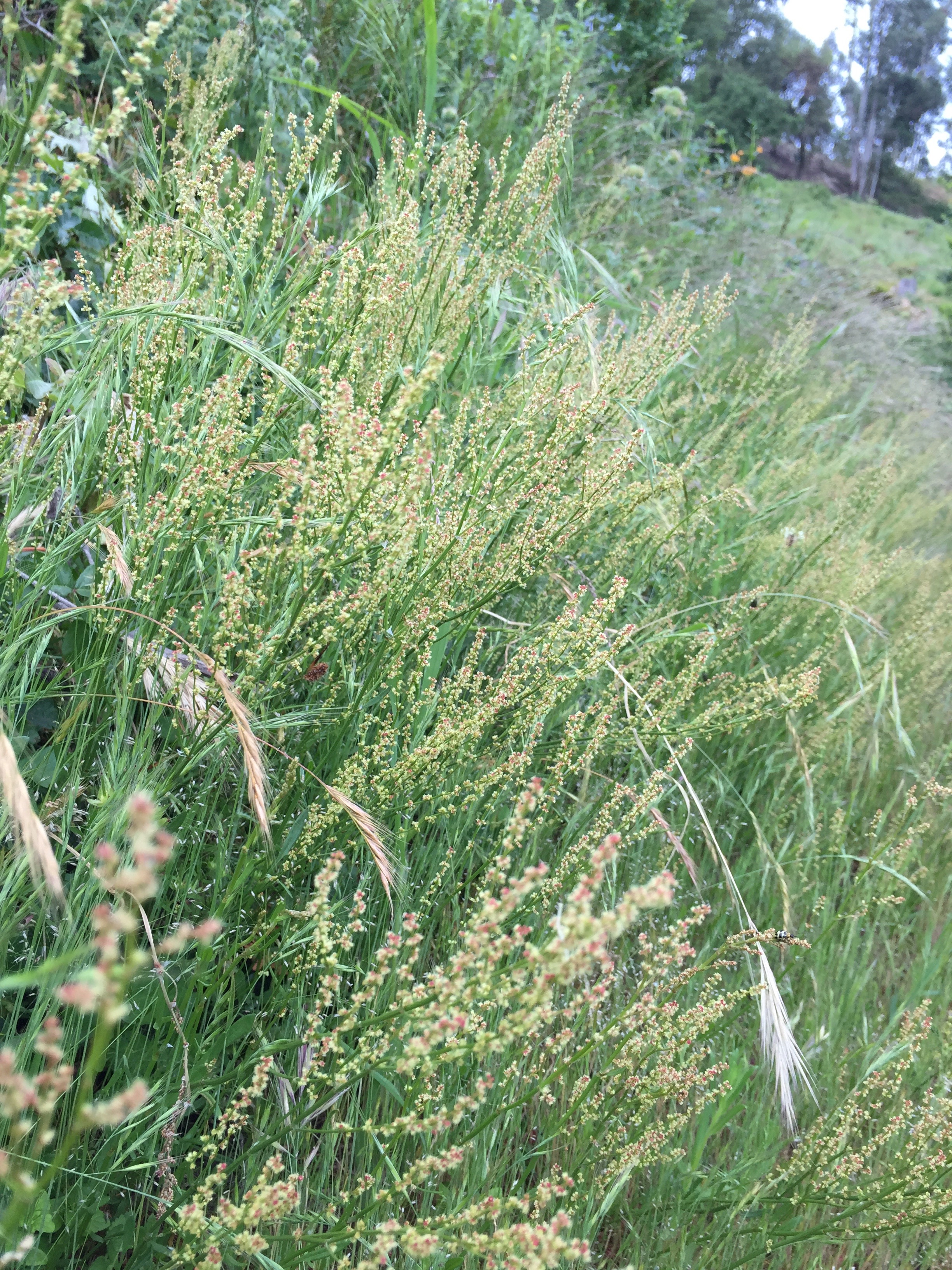 a swath of Rumex, or sorrel, on the trail