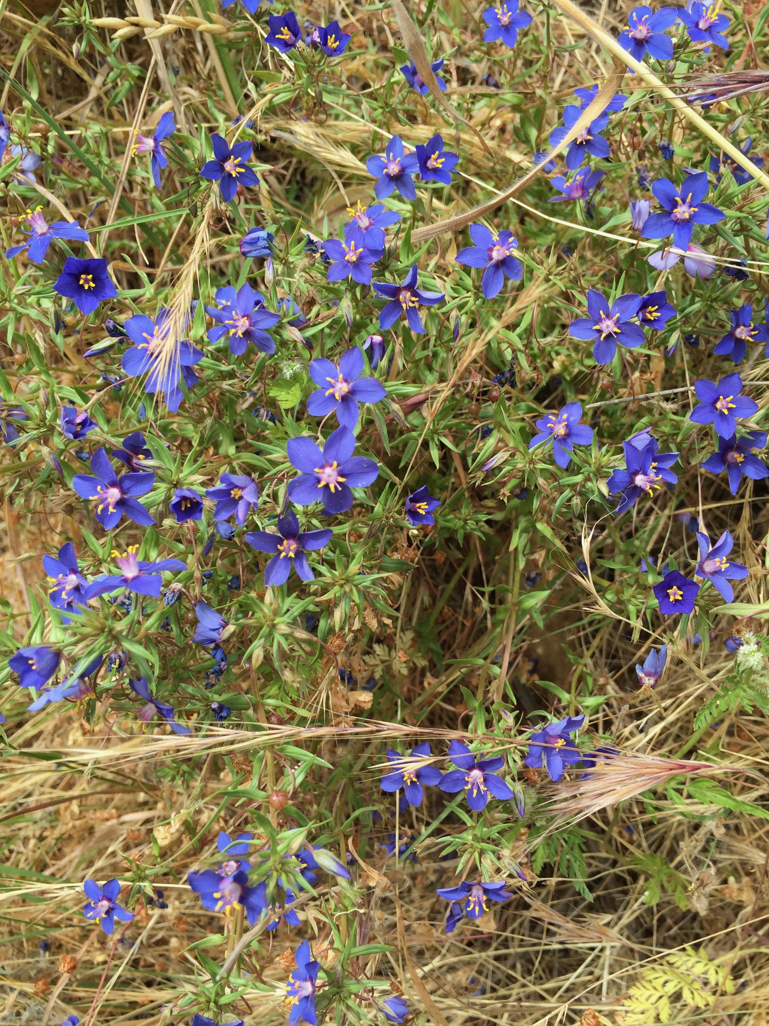 Anagallis monellii 'Blue Pimpernel,' an exotic that has naturalized