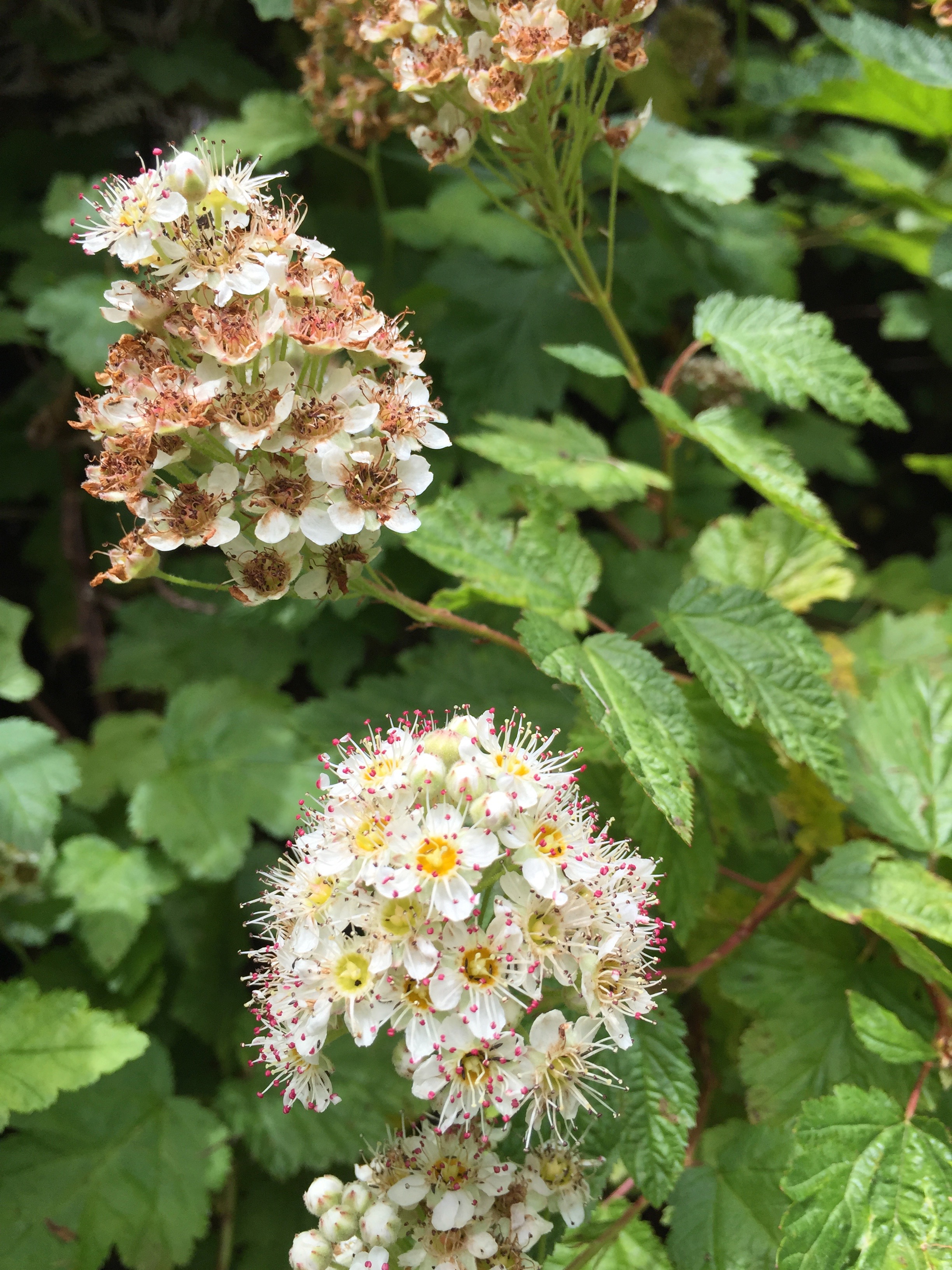 Physocarpus capitatus (Pacific Ninebark)