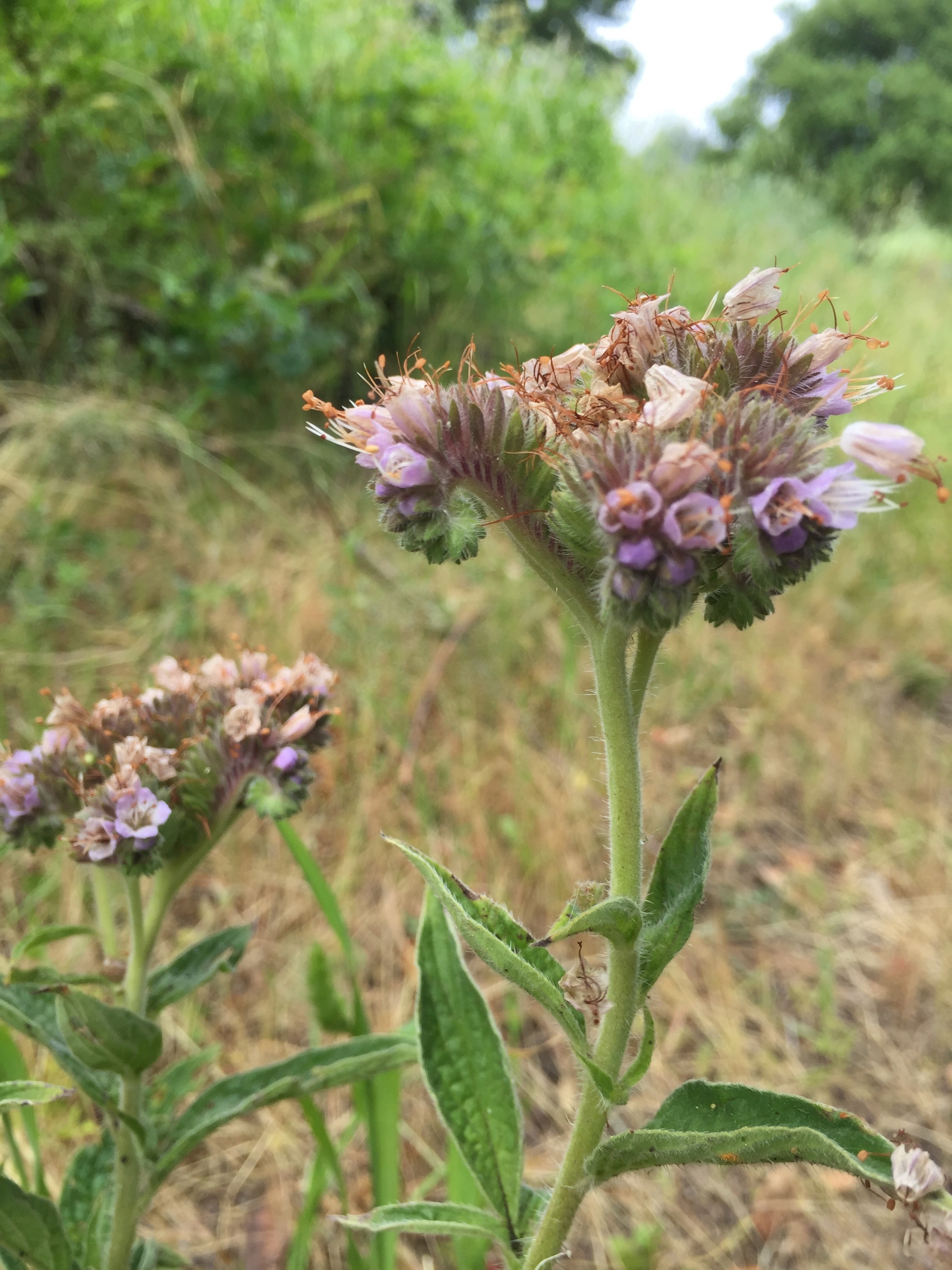 Phacelia