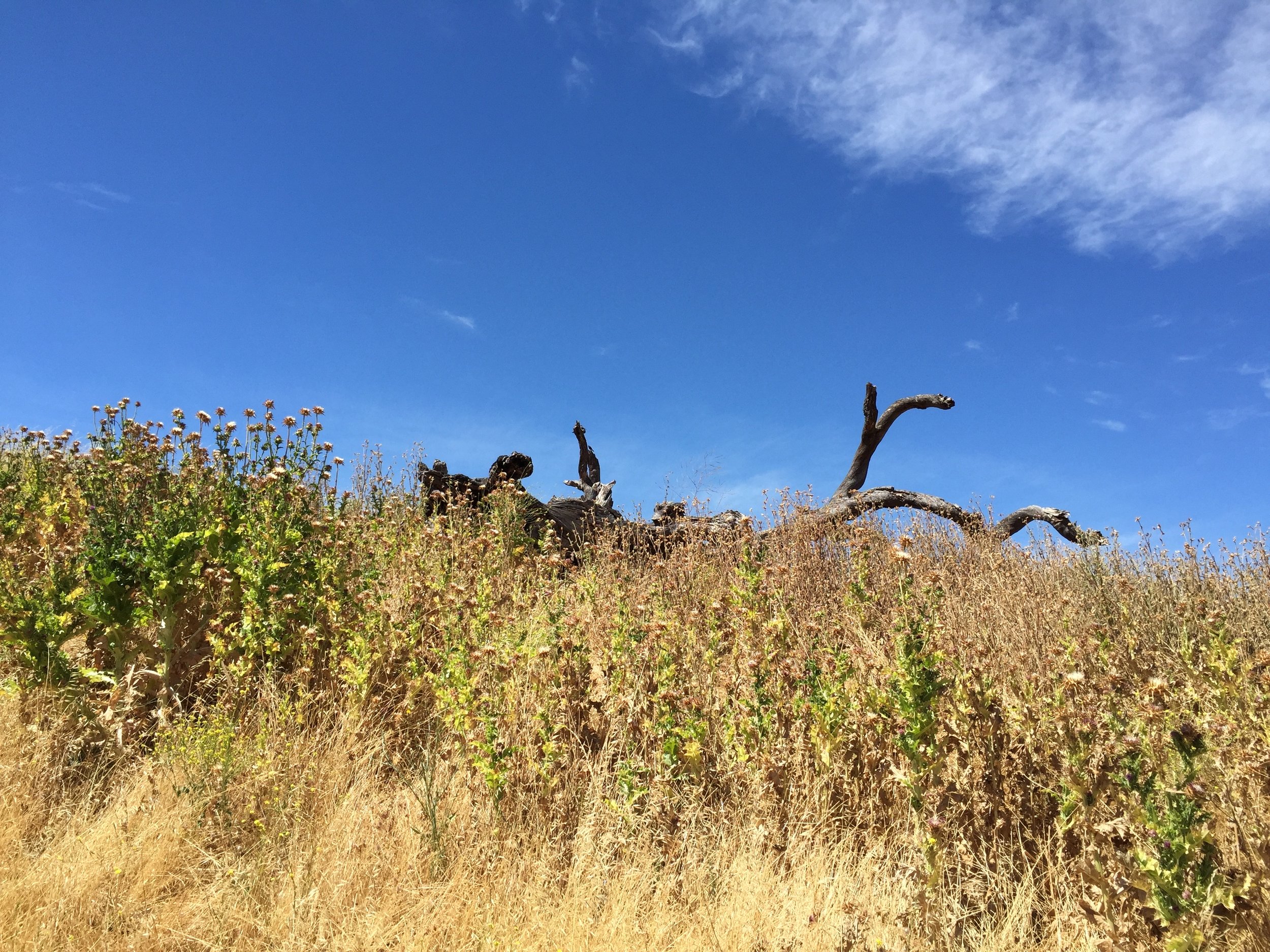 A dead branch with thistles