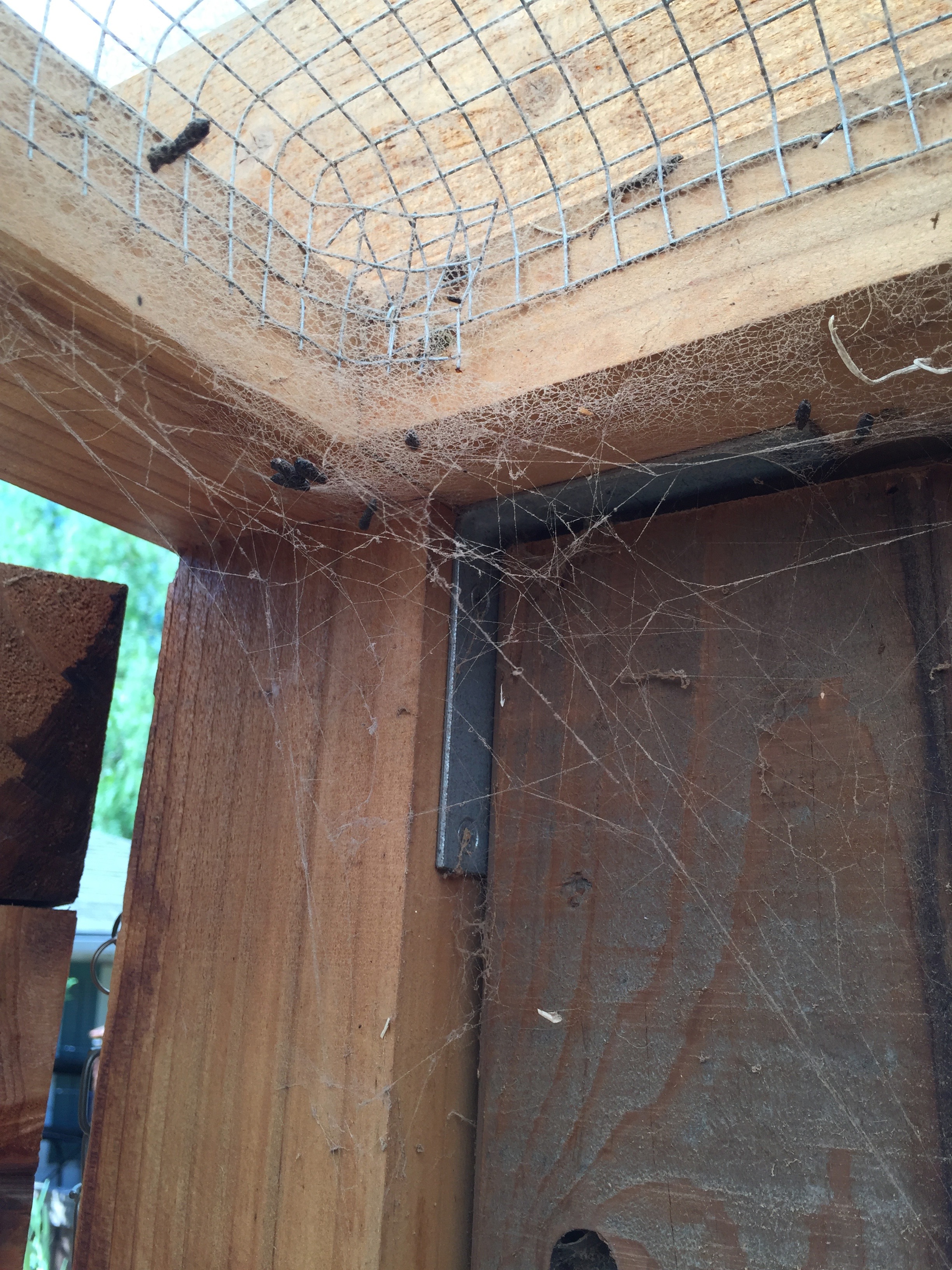 Spider webs!