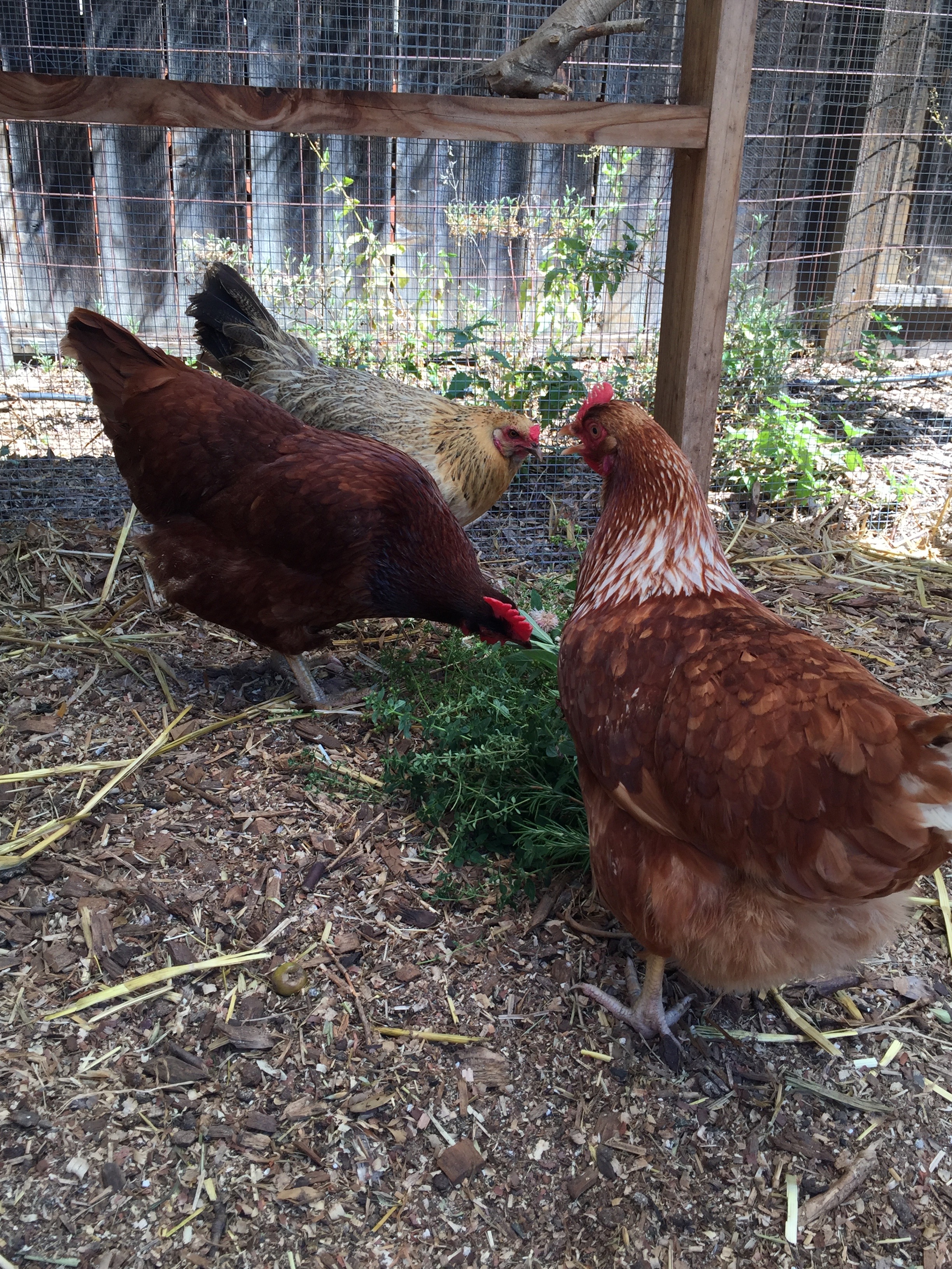 Luna, Ginny, and Goose check out the pile of cilantro, thyme, oregano, marjoram, rosemary, and sage I just put near their dry food