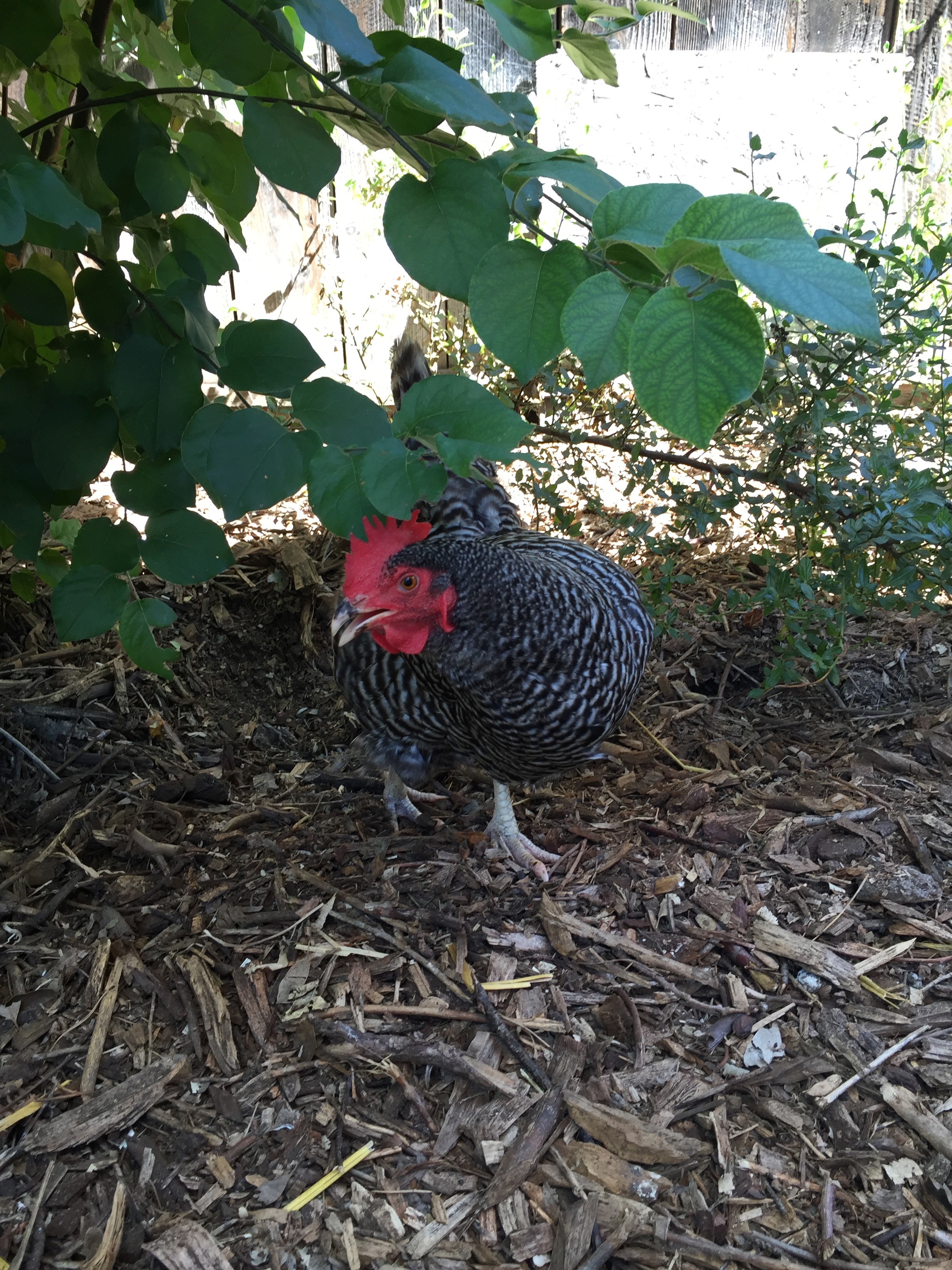 Hermione enjoying the shade under the quince tree