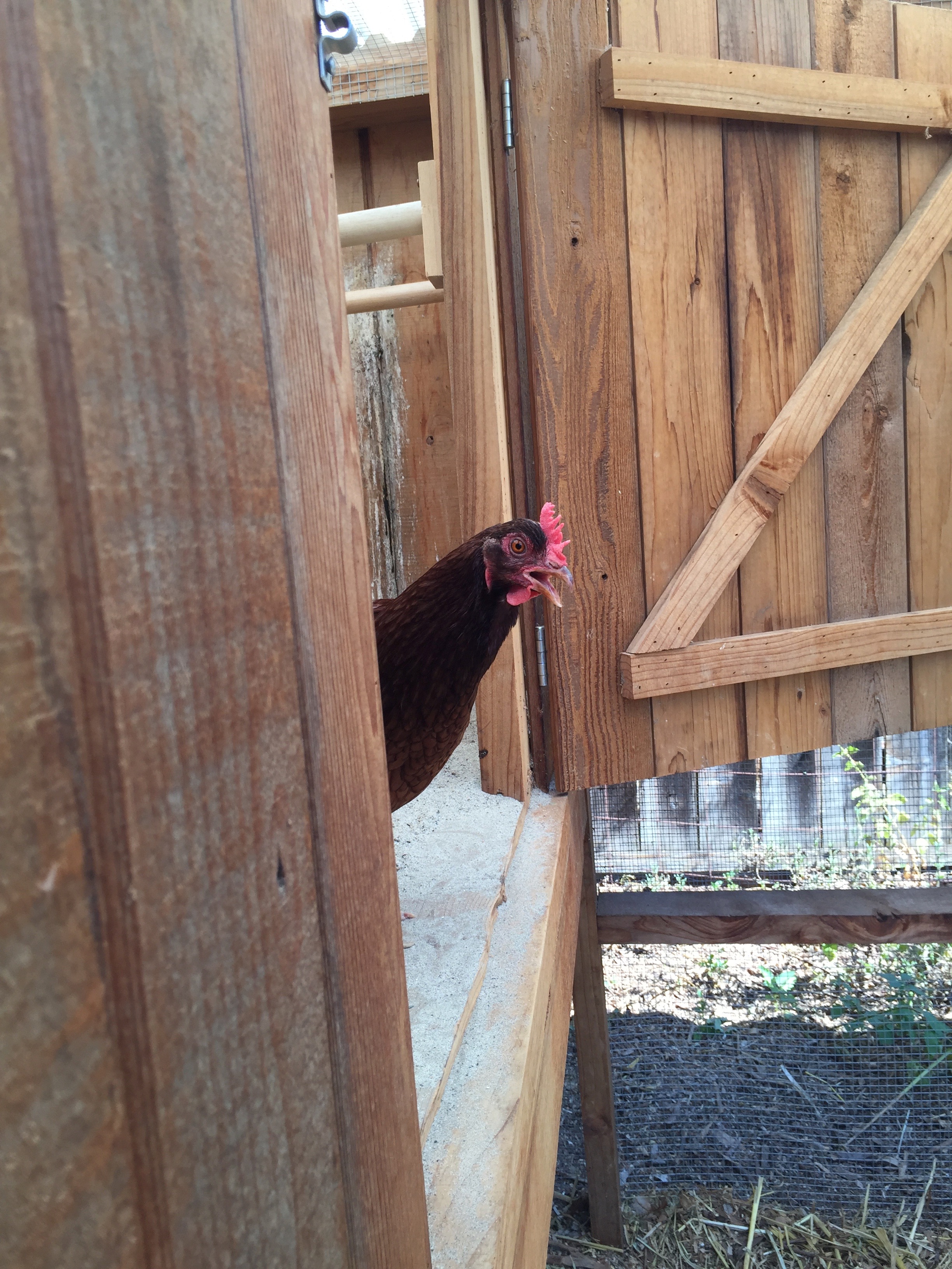 Molly poking her head out of the hen house, crowing after laying an egg. Or maybe crowing because the hen house is clean every morning and she doesn't have to walk through through shit.