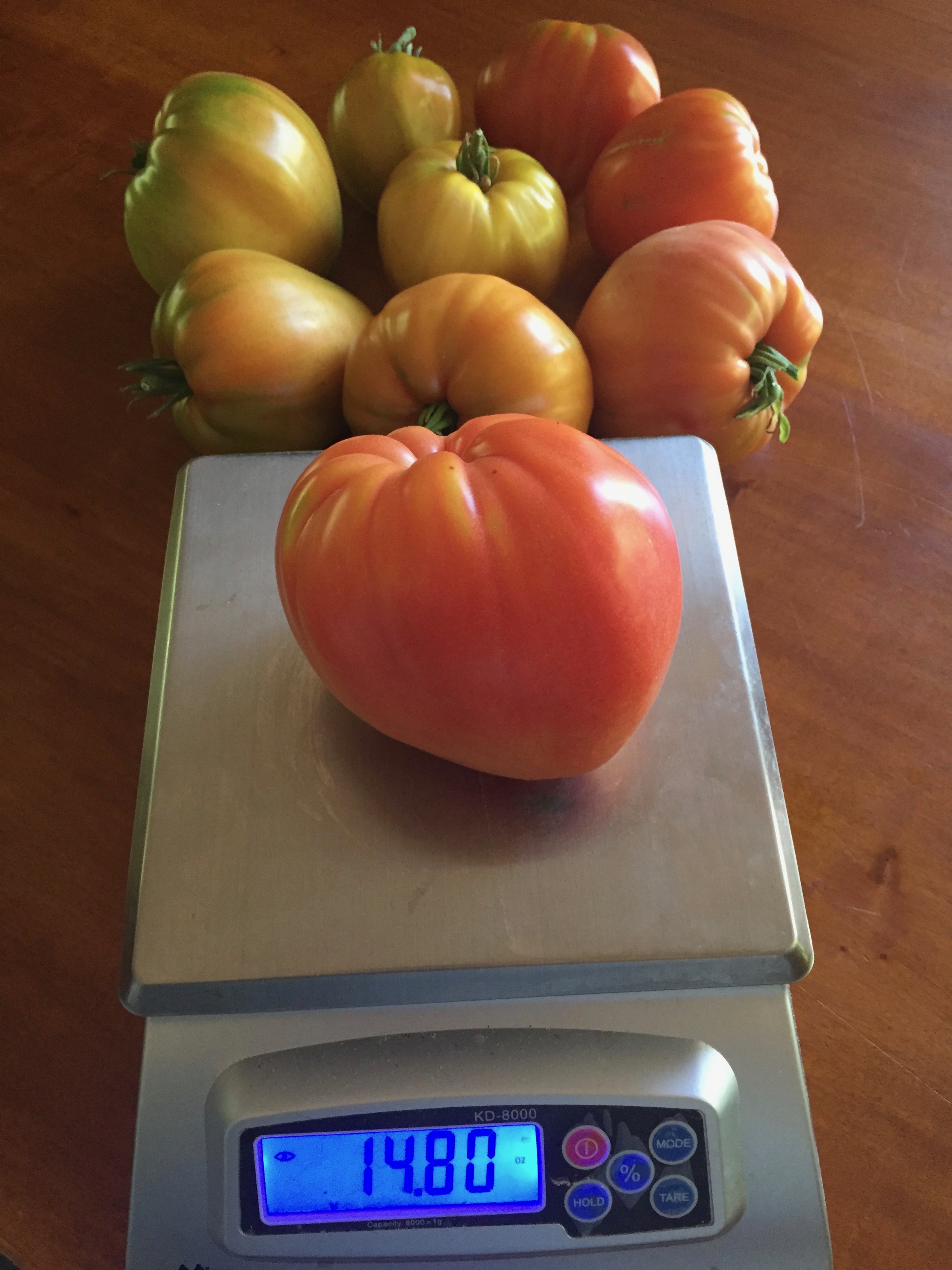 Almost a pound of delicious tomato goodness