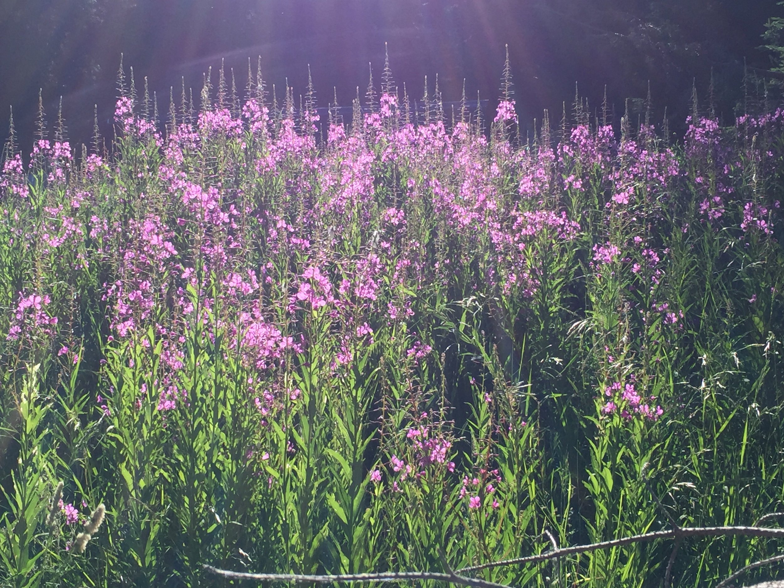 Fireweed was often in forest clearings