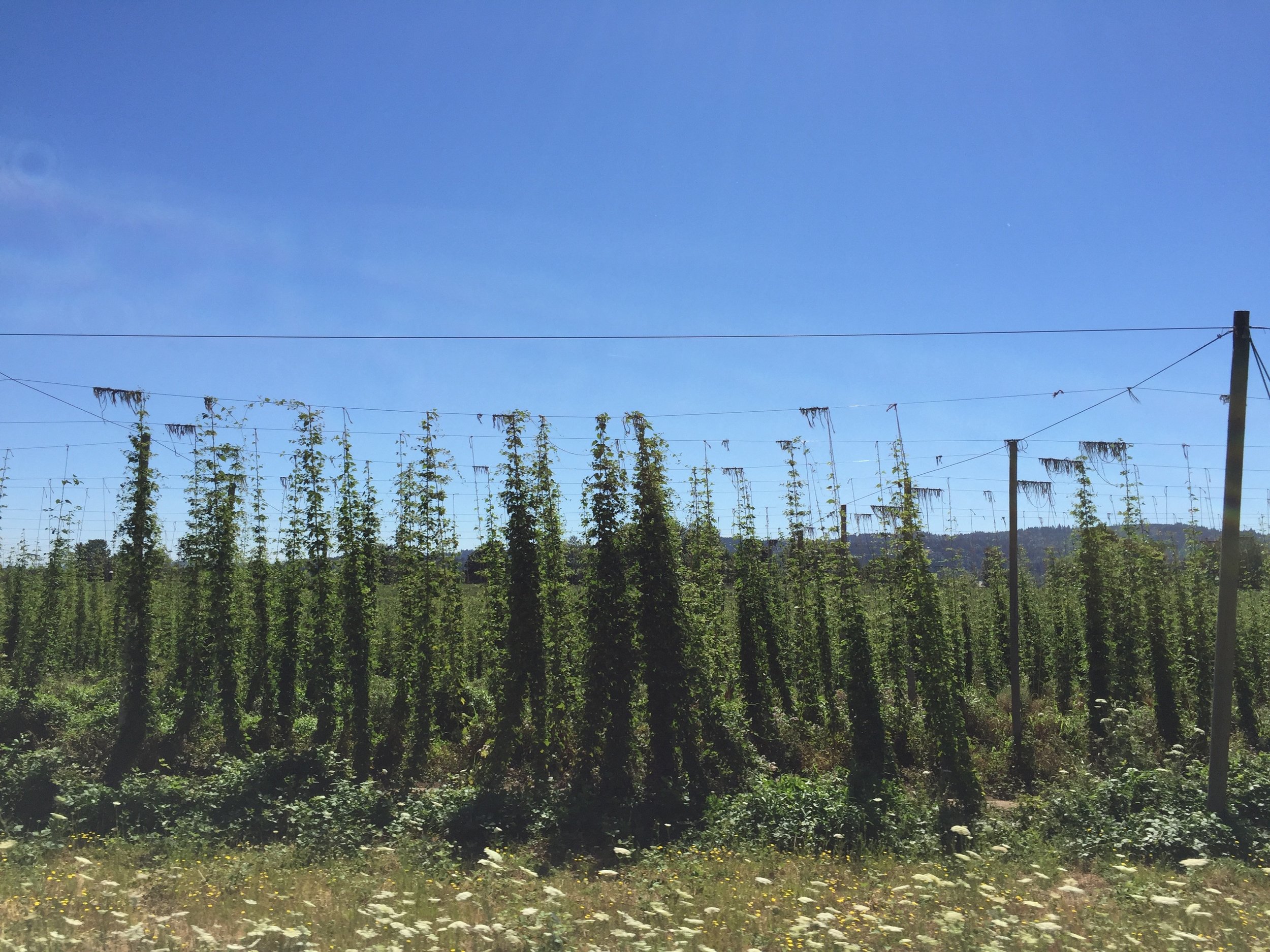 Hops growing by the side of the road