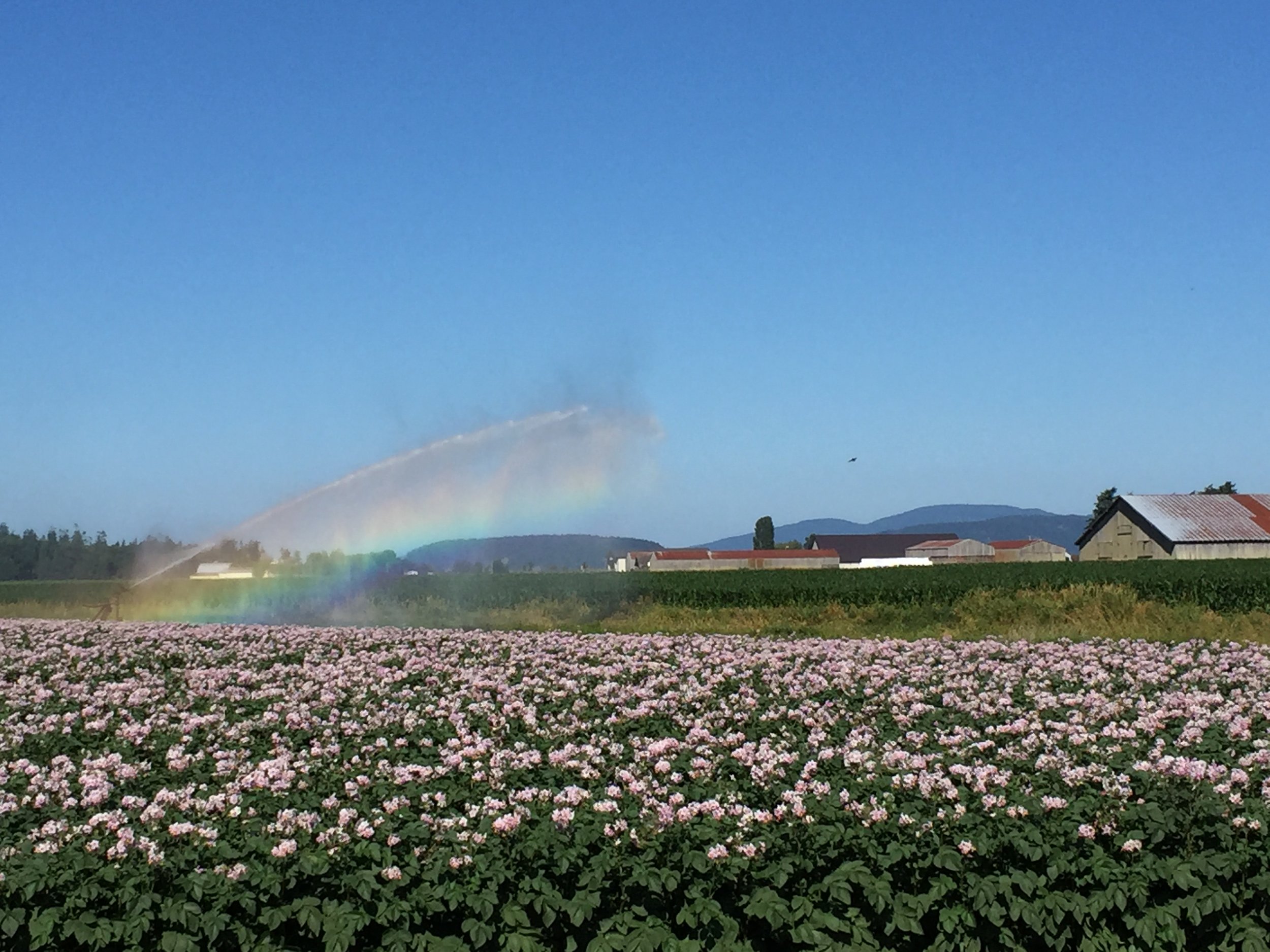 Potato fields