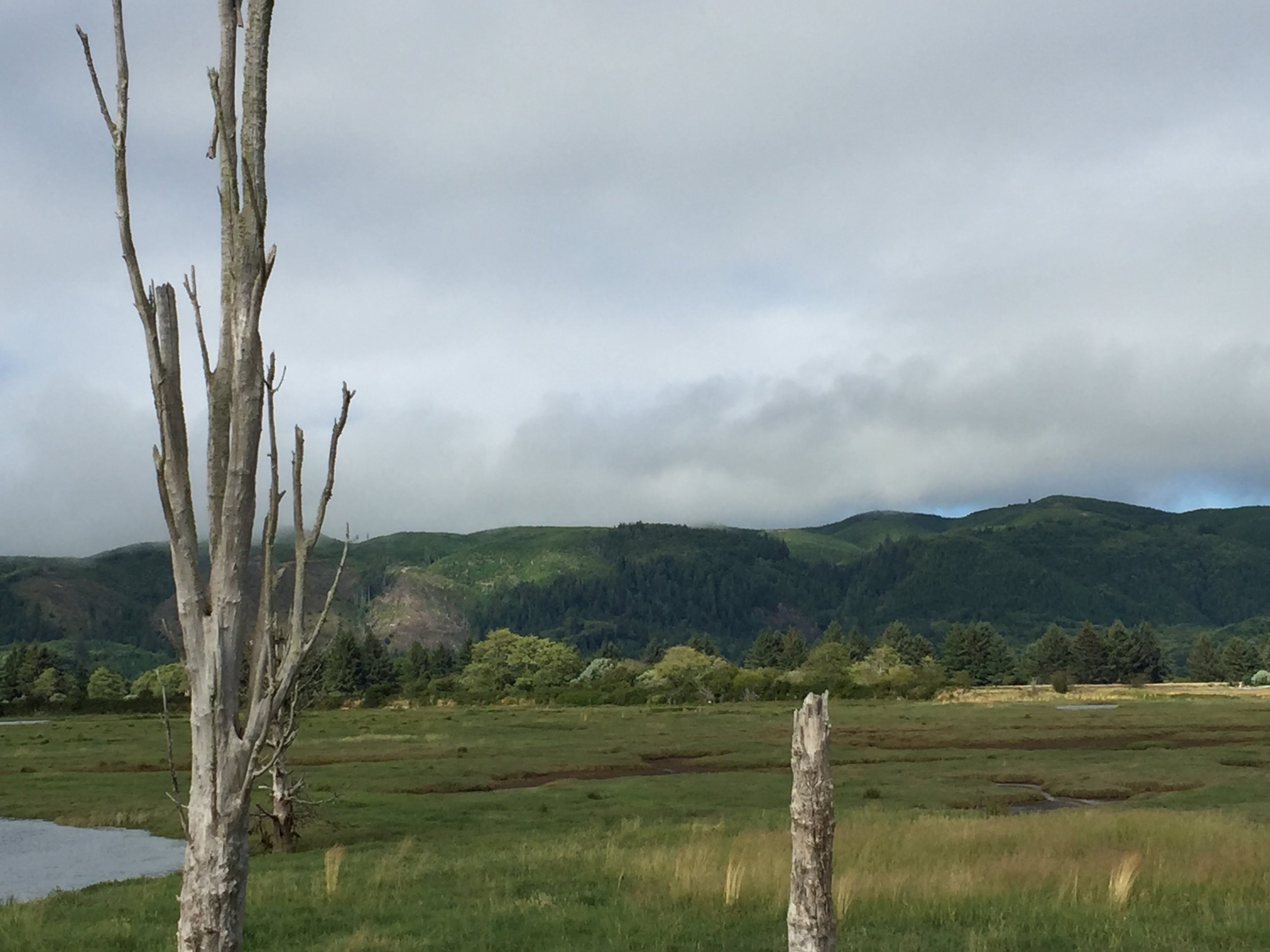 near the Willapa Bay, south of Aberdeen WA, a place I must go back to and spend some time, it was gorgeous