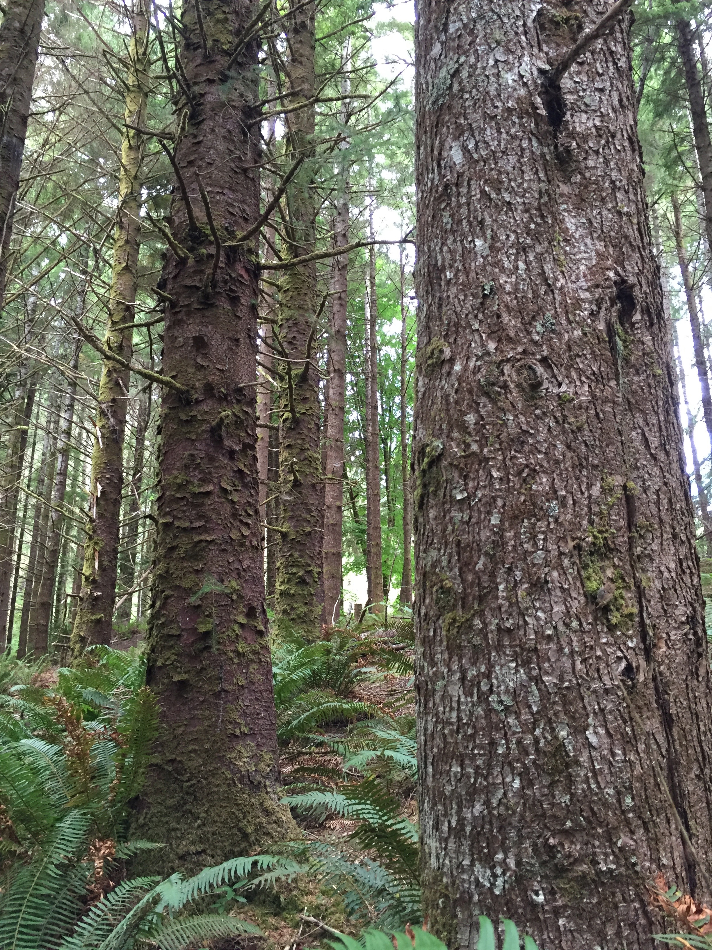 the forest nearby