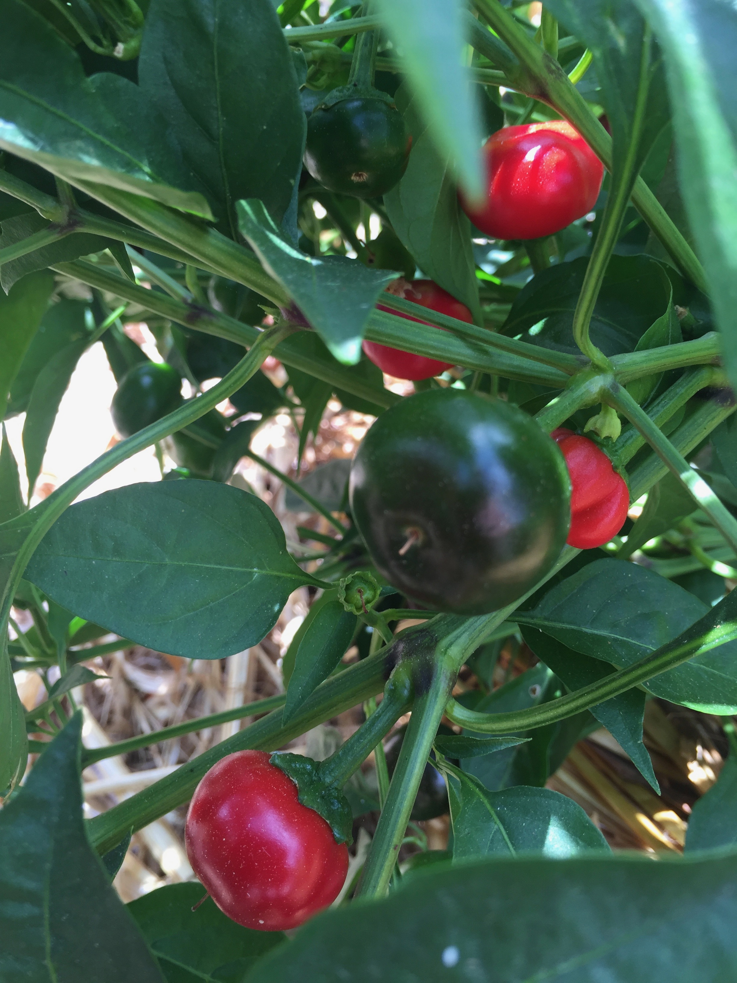 Piccante Calabrese hot peppers
