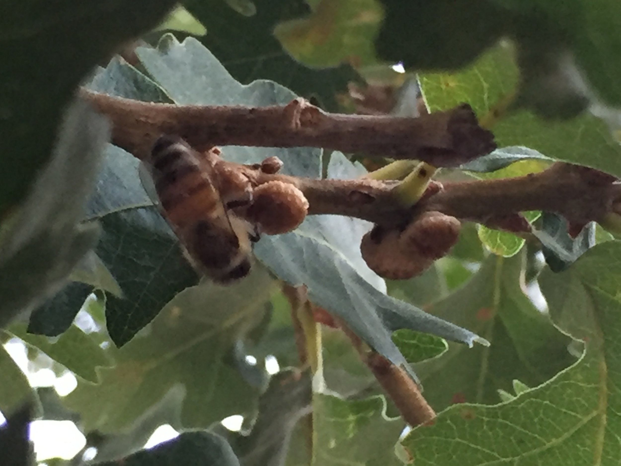 Honeybee on a cluster of Disholcaspis eldoradensis, or Honey Dew Gall Wasp!