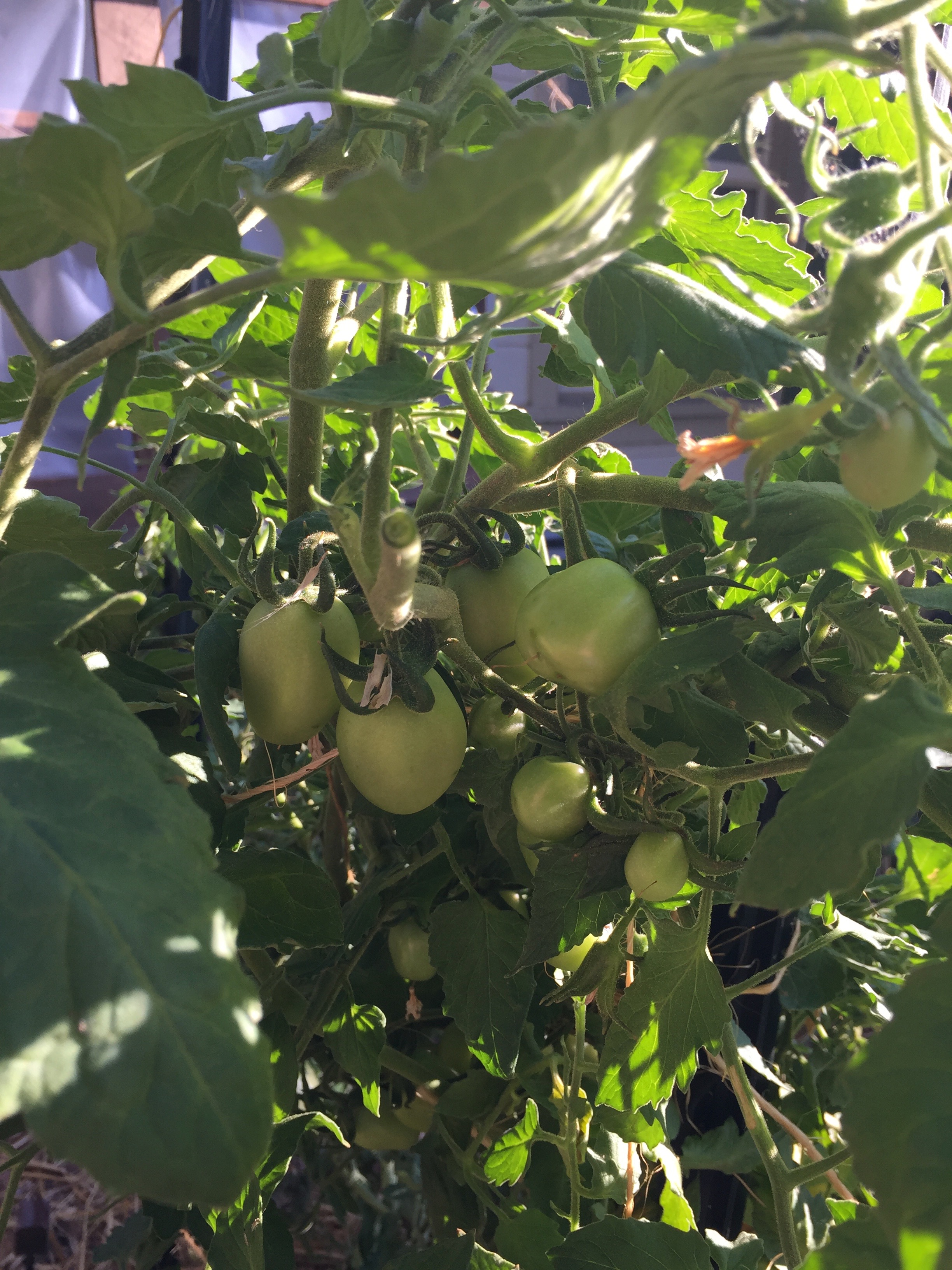 Hopefully this will all ripen, now.