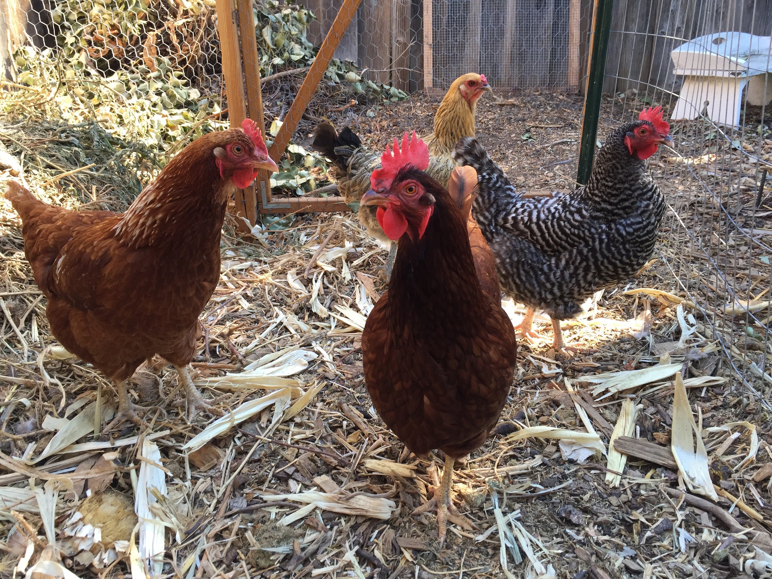 Goose the Golden Sexlink, Molly the Rhode Island Red, Hermione the Plymouth Barred Rock, and in the back, Luna the Easter Egger, our only blue-egg-layer. (Scrappy the Golden Sexlink and Ginny the Rhode Island Red not pictured.)