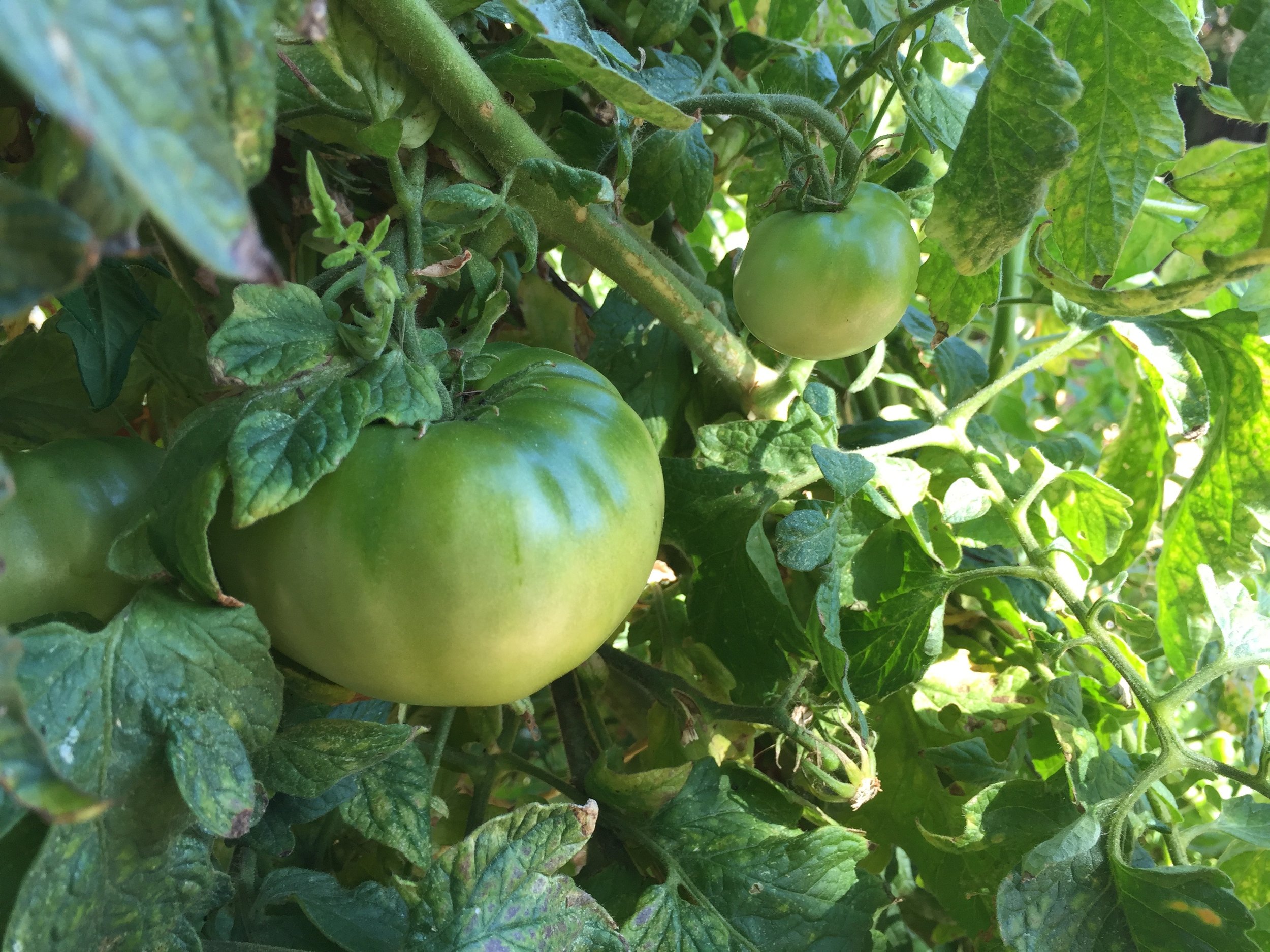 still a lot of green tomatoes on the vines