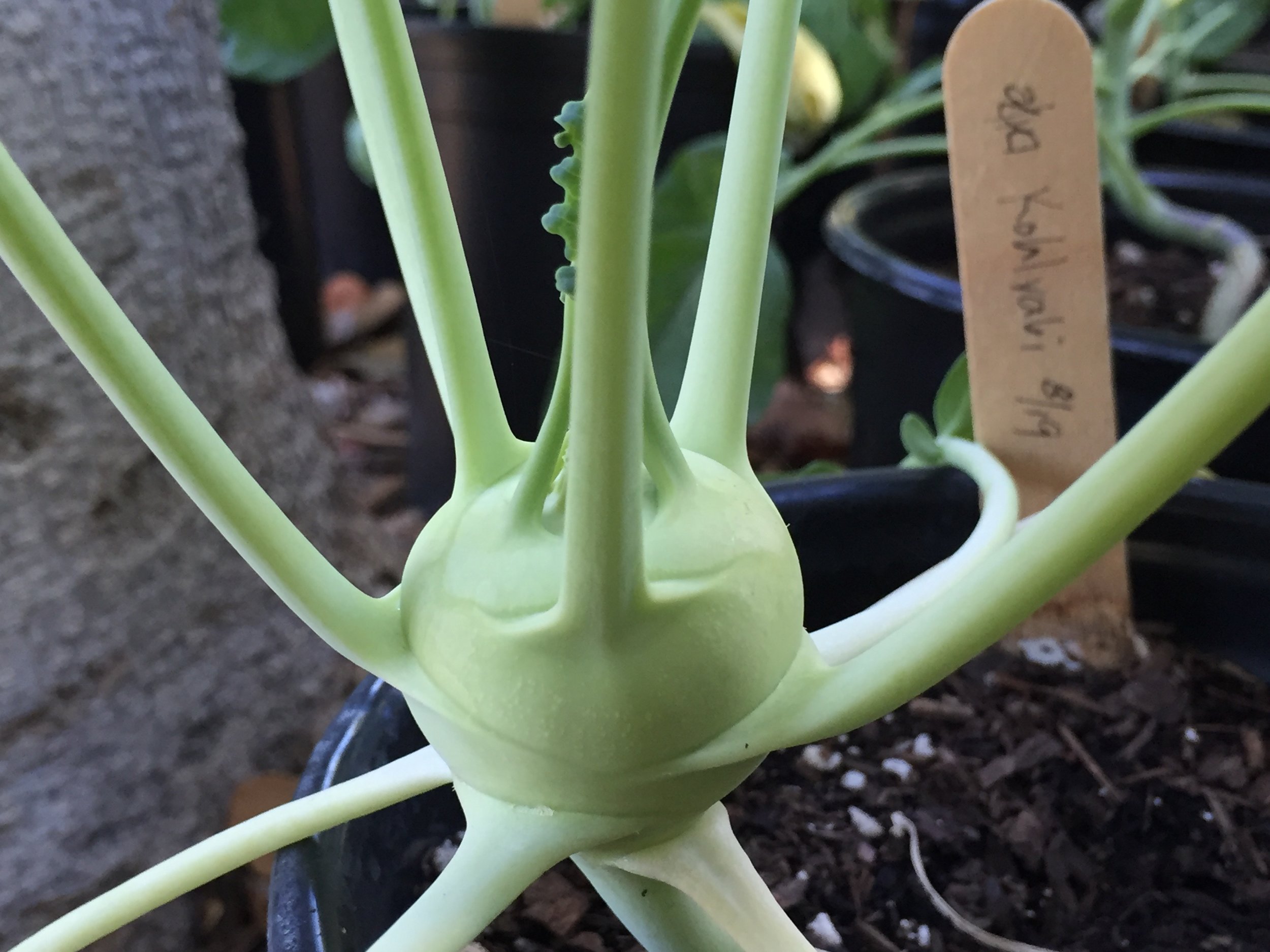 Kohlrabi, almost big enough to harvest. Started from seed July 11, transplanted the end of July, potted up again August 19, this is taking longer than the stated 65 days to harvest. No worries.