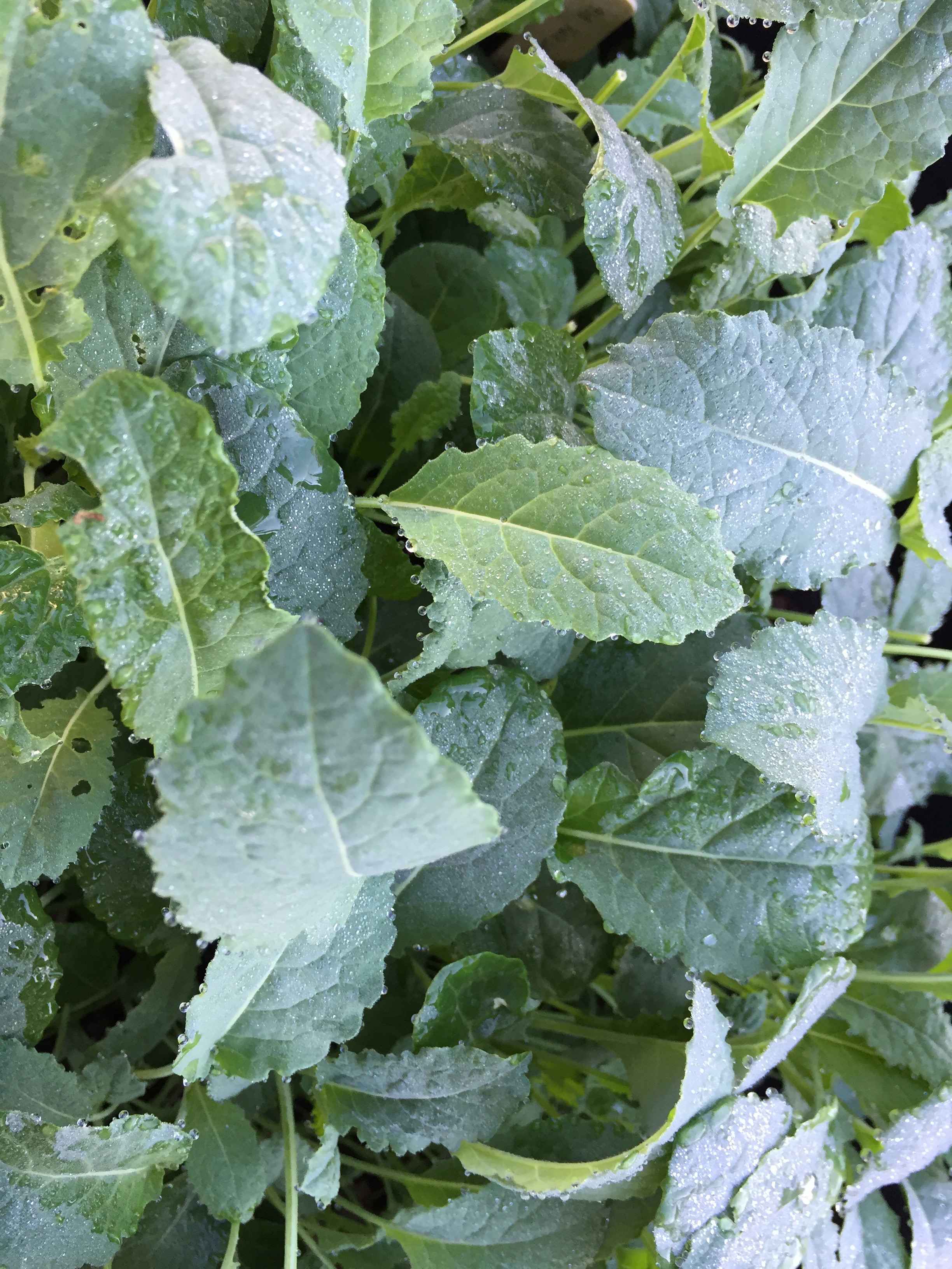 baby Lacinato Kale
