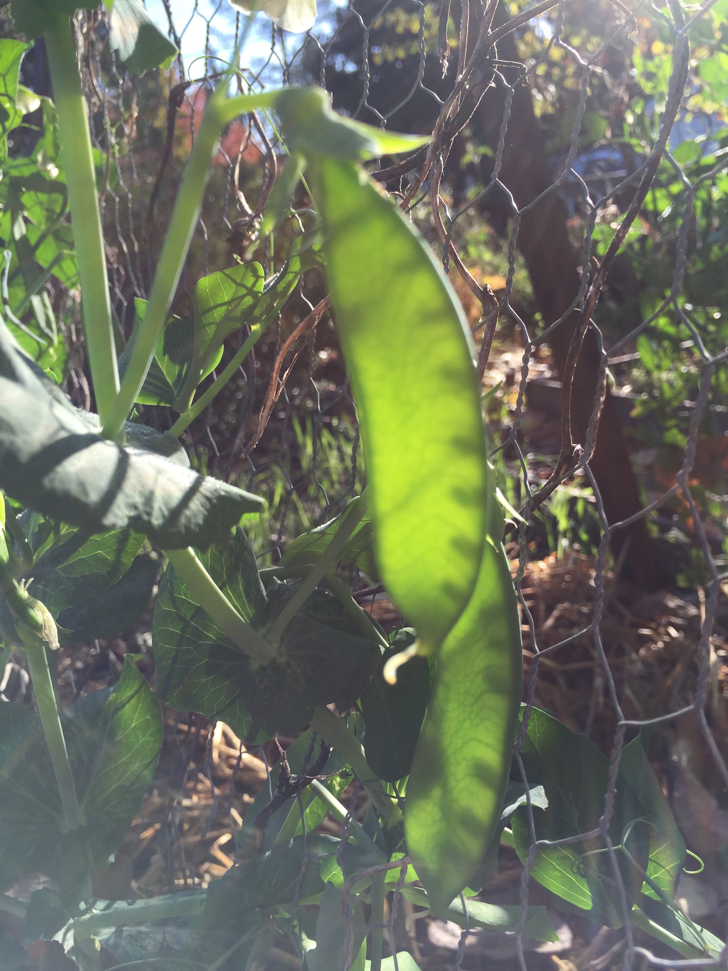 the first peas