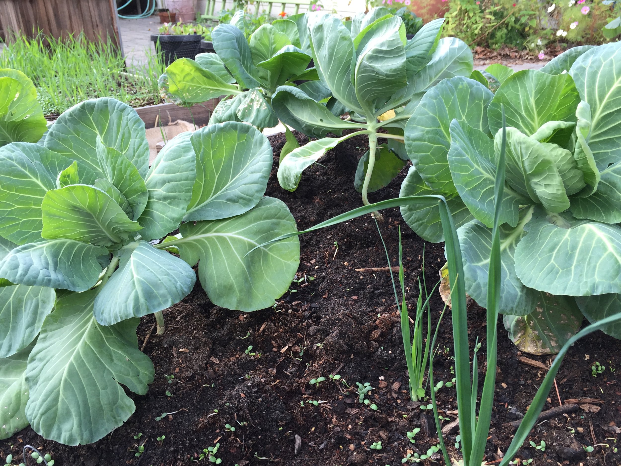 cabbage and leeks. the cabbage is really looking nice.