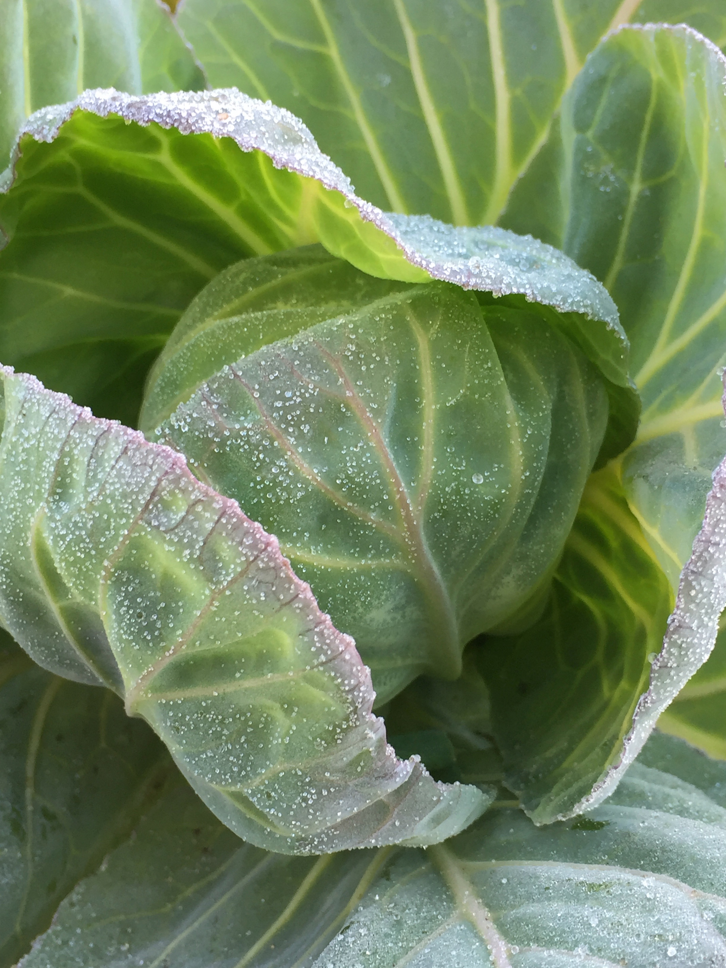 This cabbage is so beautiful, with it's deckle edge of purple.