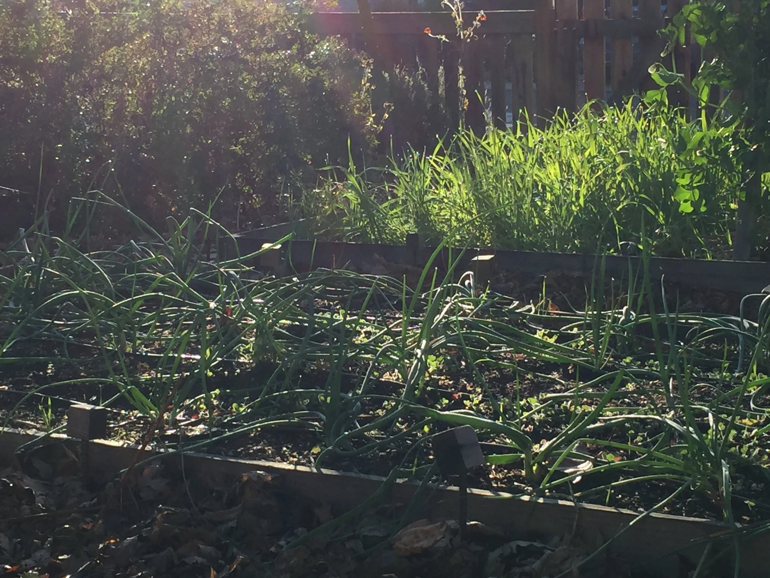 Shallots in the foreground, wheat in the background.