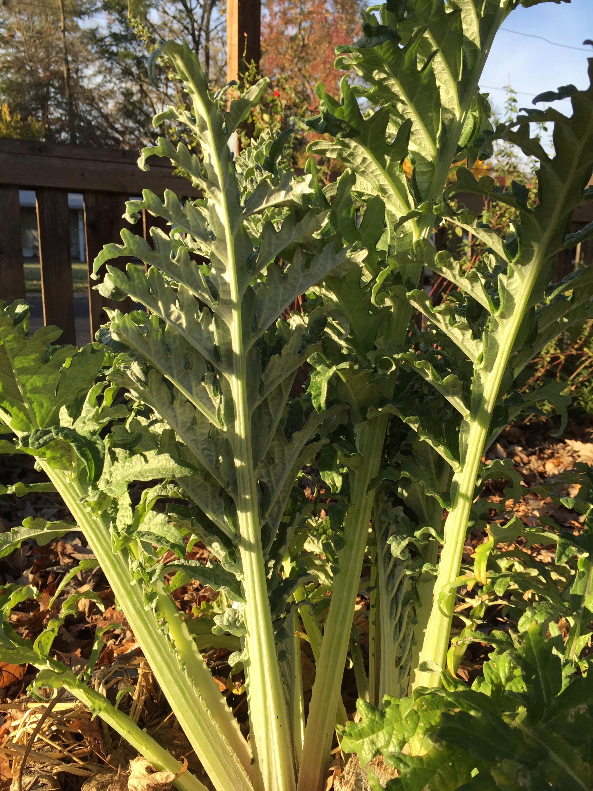 Artichoke