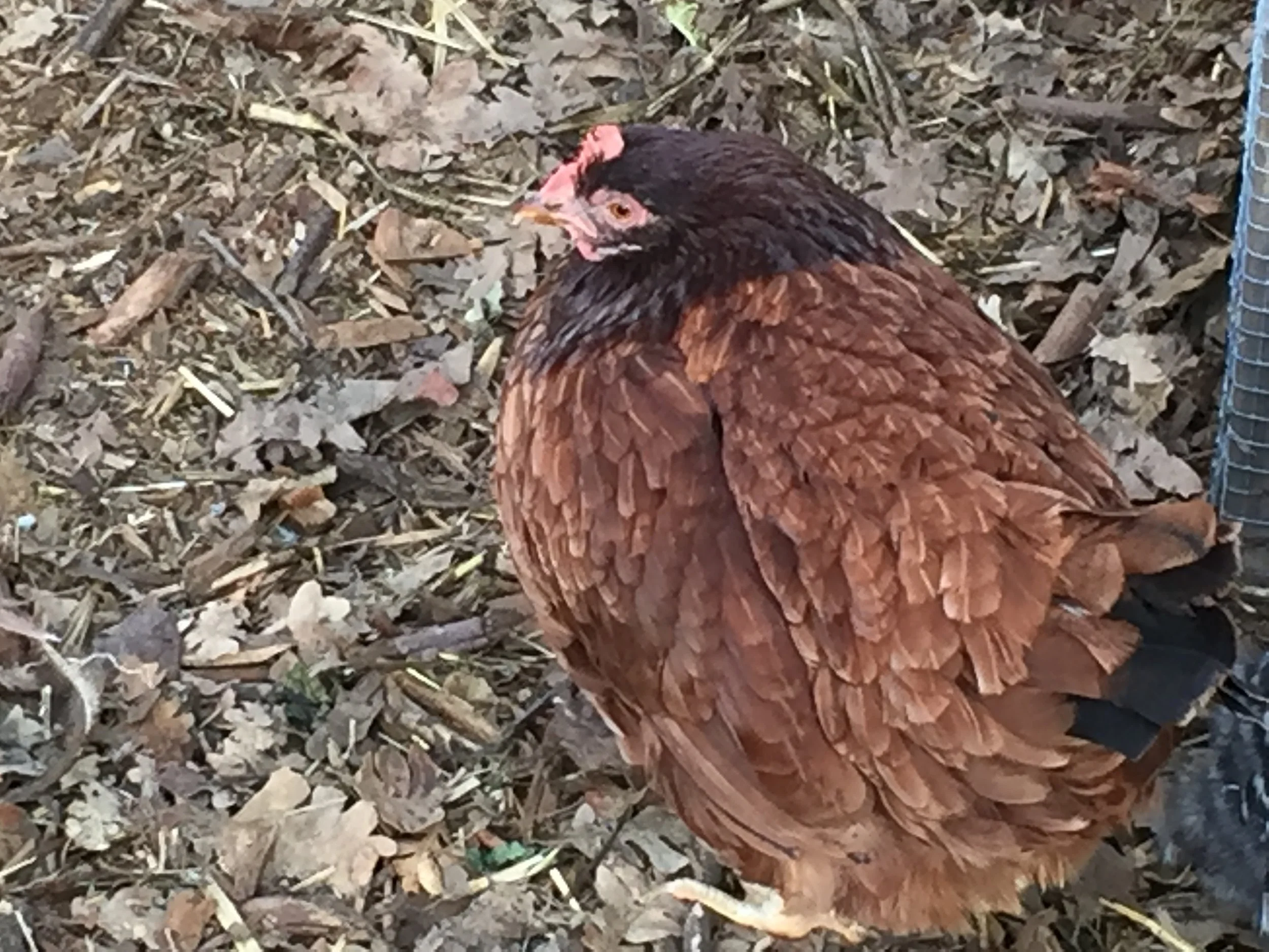 This is how the chickens look in the morning before the sun hits their yard: Hunkered down and fluffed up to stay warm.