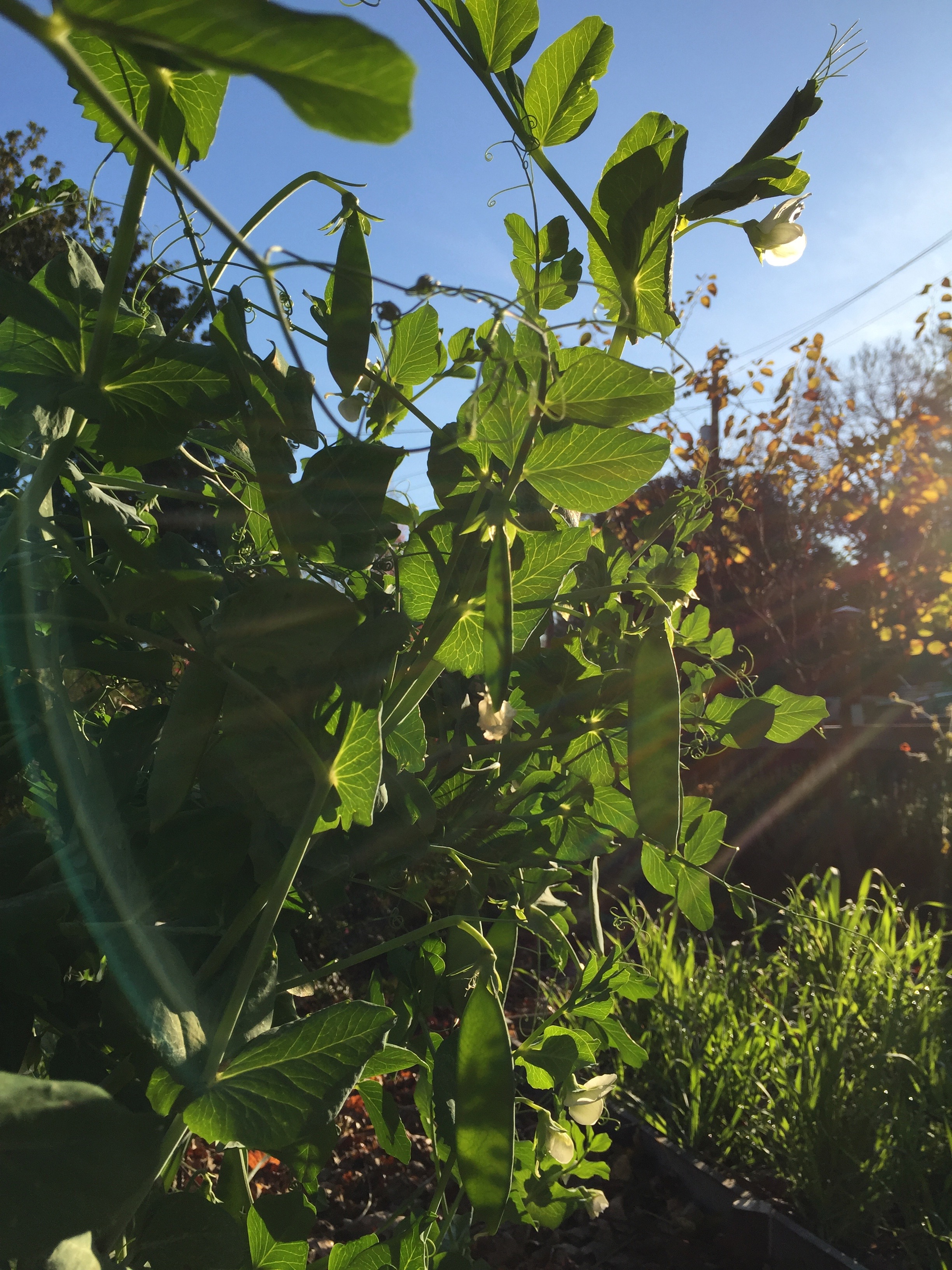 shelling peas