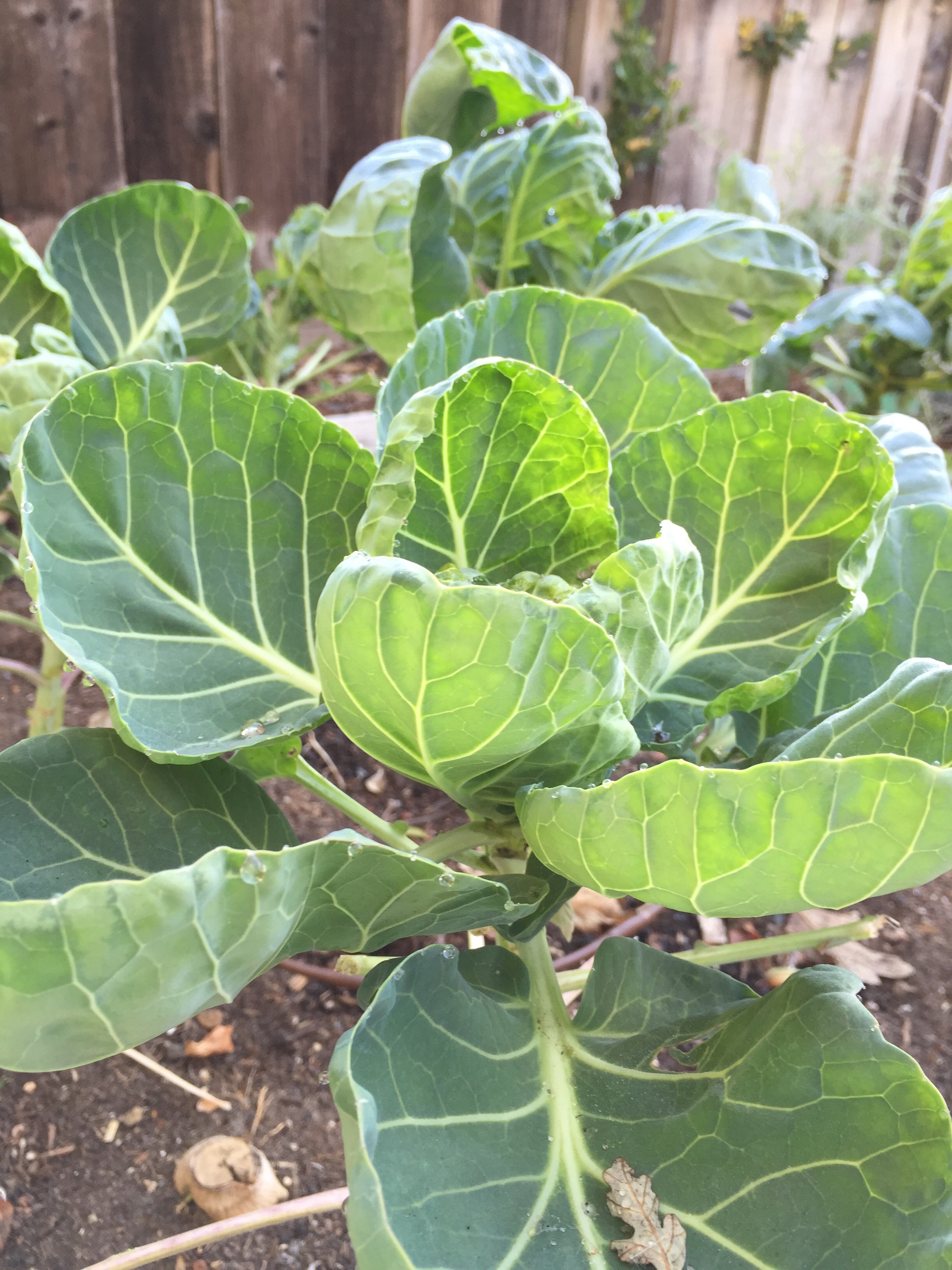 Brussels sprouts, recovering after something ate them