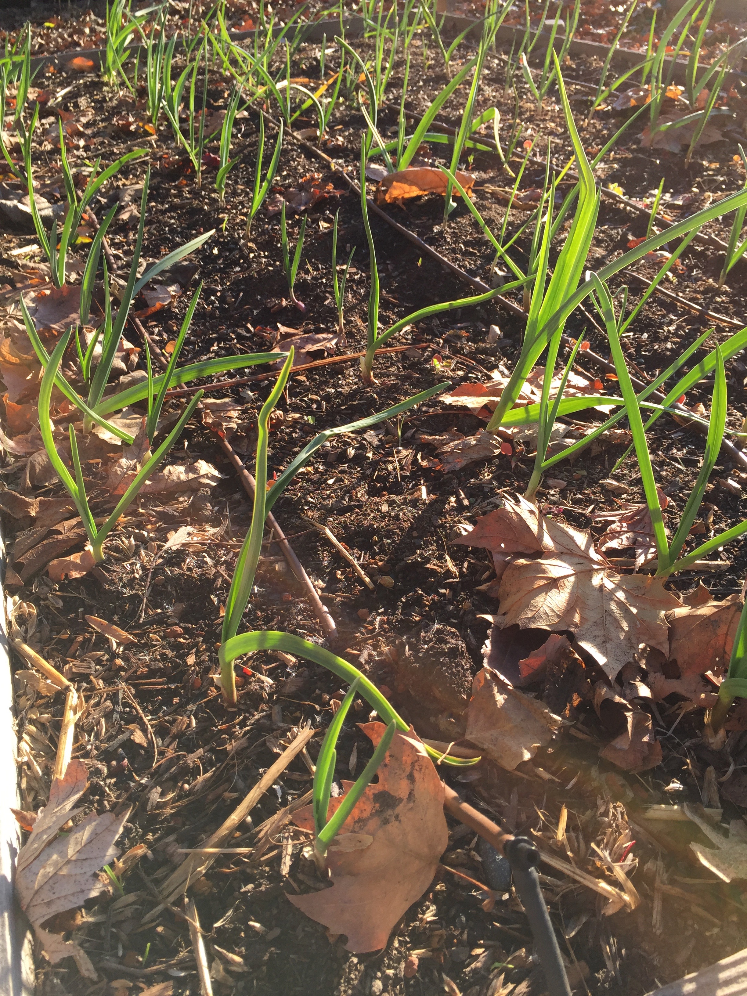 Garlic. This is one of the beds where the clover just didn't germinate. Some rain would be helpful in this regard. I'll try again. This is an ideal crop to have intercropped with another species, as garlic doesn't take up much lateral space.