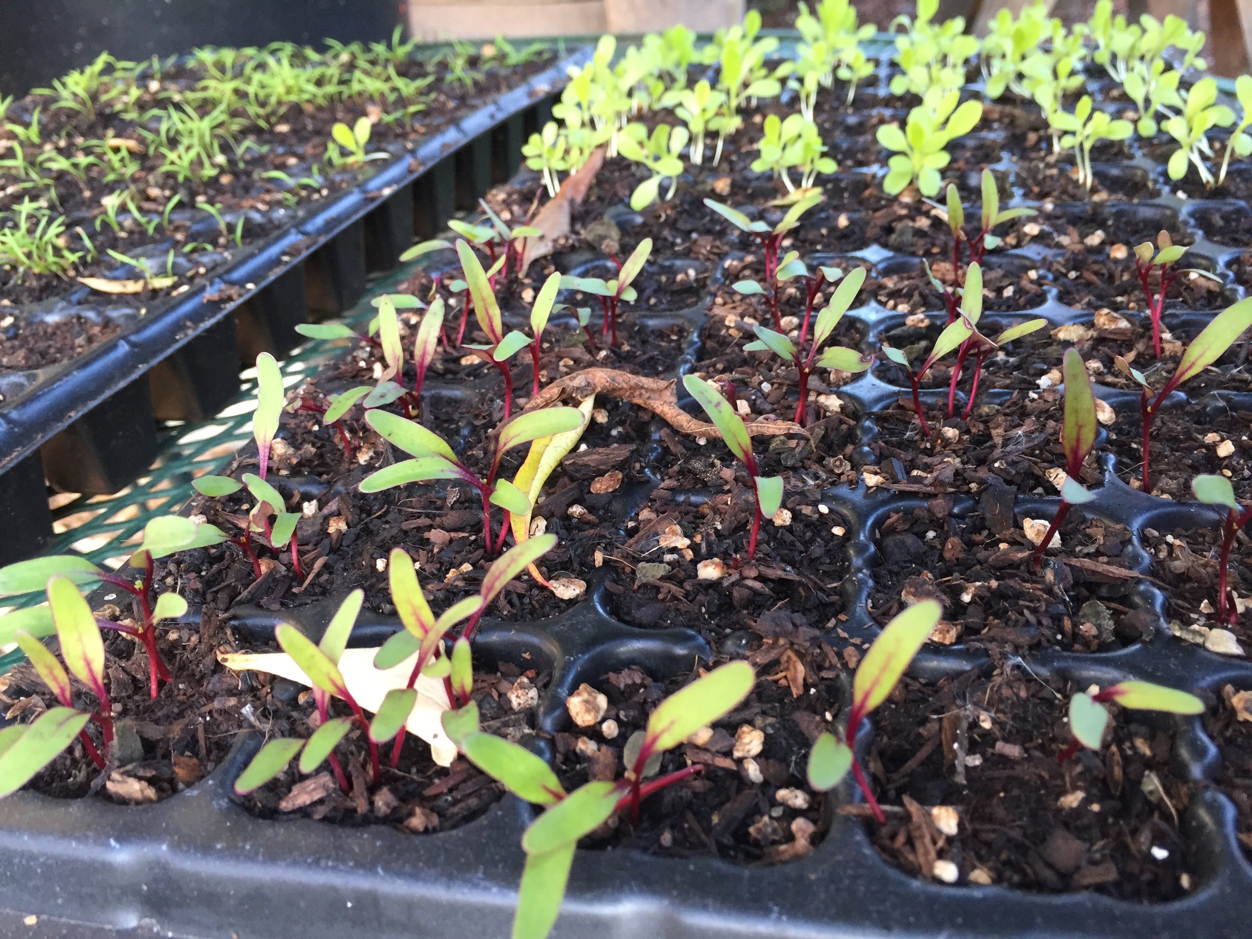 These trays of beets, romaine, and carrot starts have been on a table outside under the shelter of a tree. They are doing fine with the frosts. 