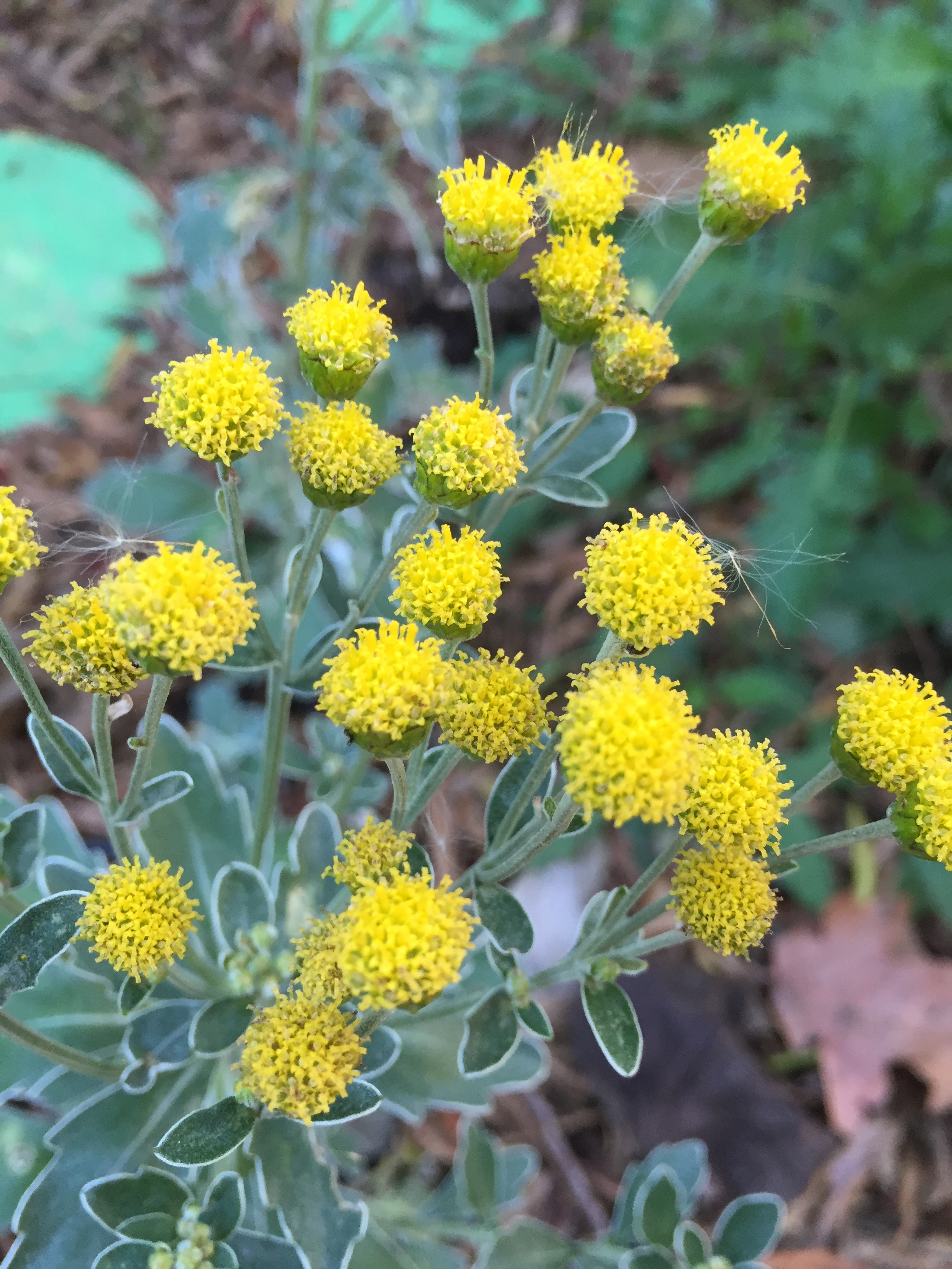 Ajania pacifica , or Pacific Chrysanthemum, a welcome winter bloomer in a protected space