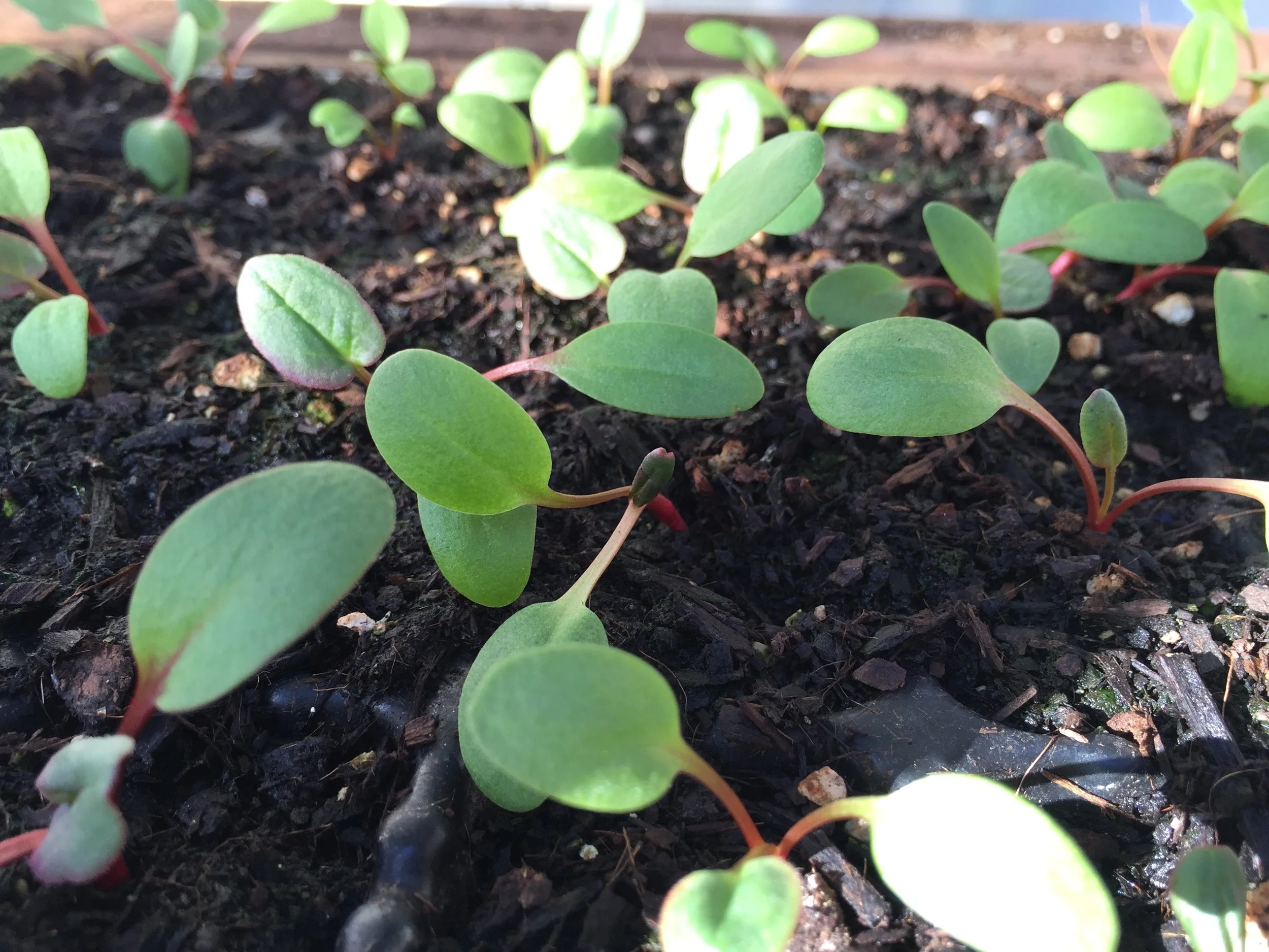 rhubarb seedlings in the 'greenhouse'